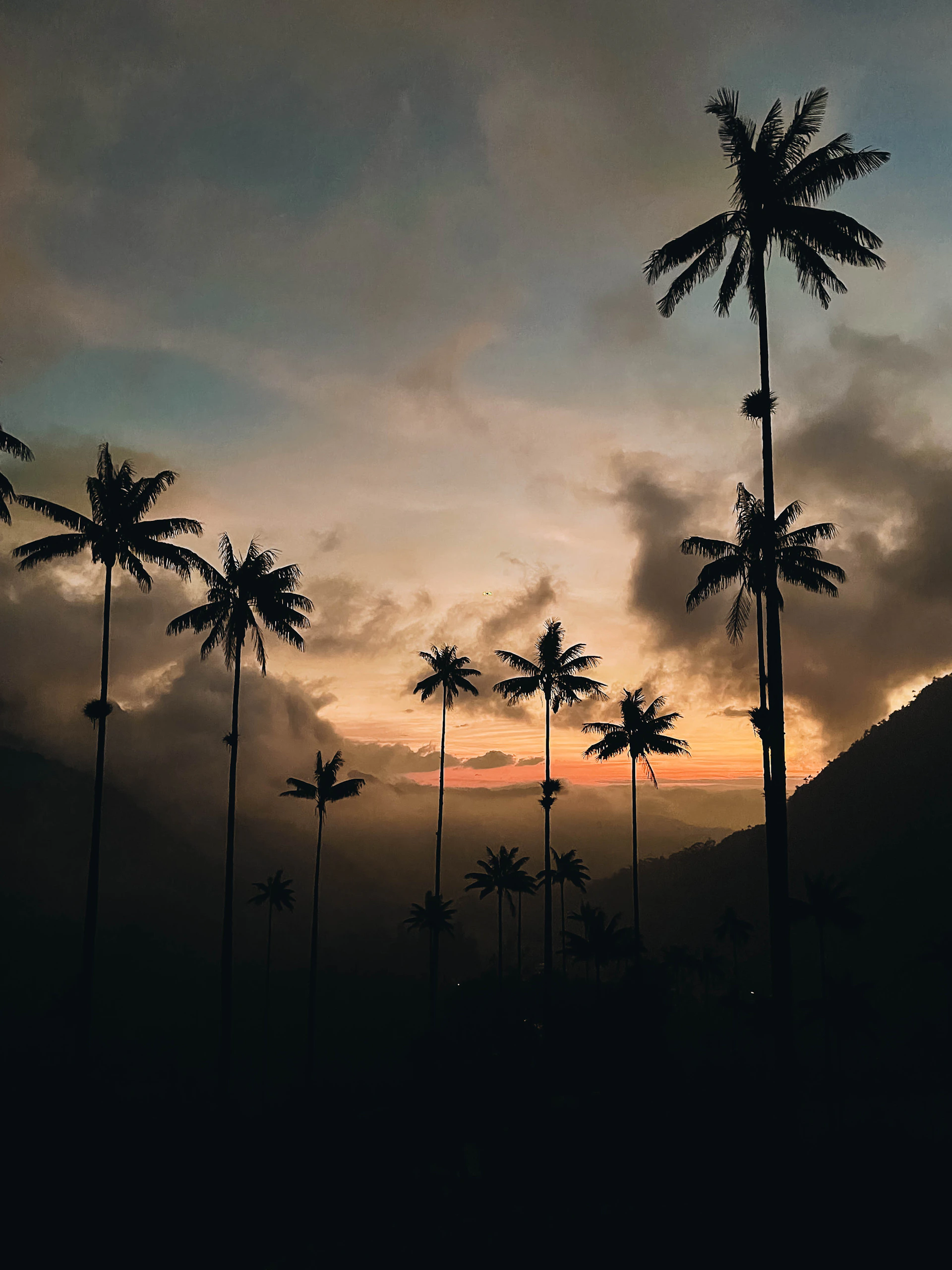 Palm trees are silhouetted against a cloudy sky