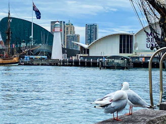 Two seagulls sitting on a rock near a body of water