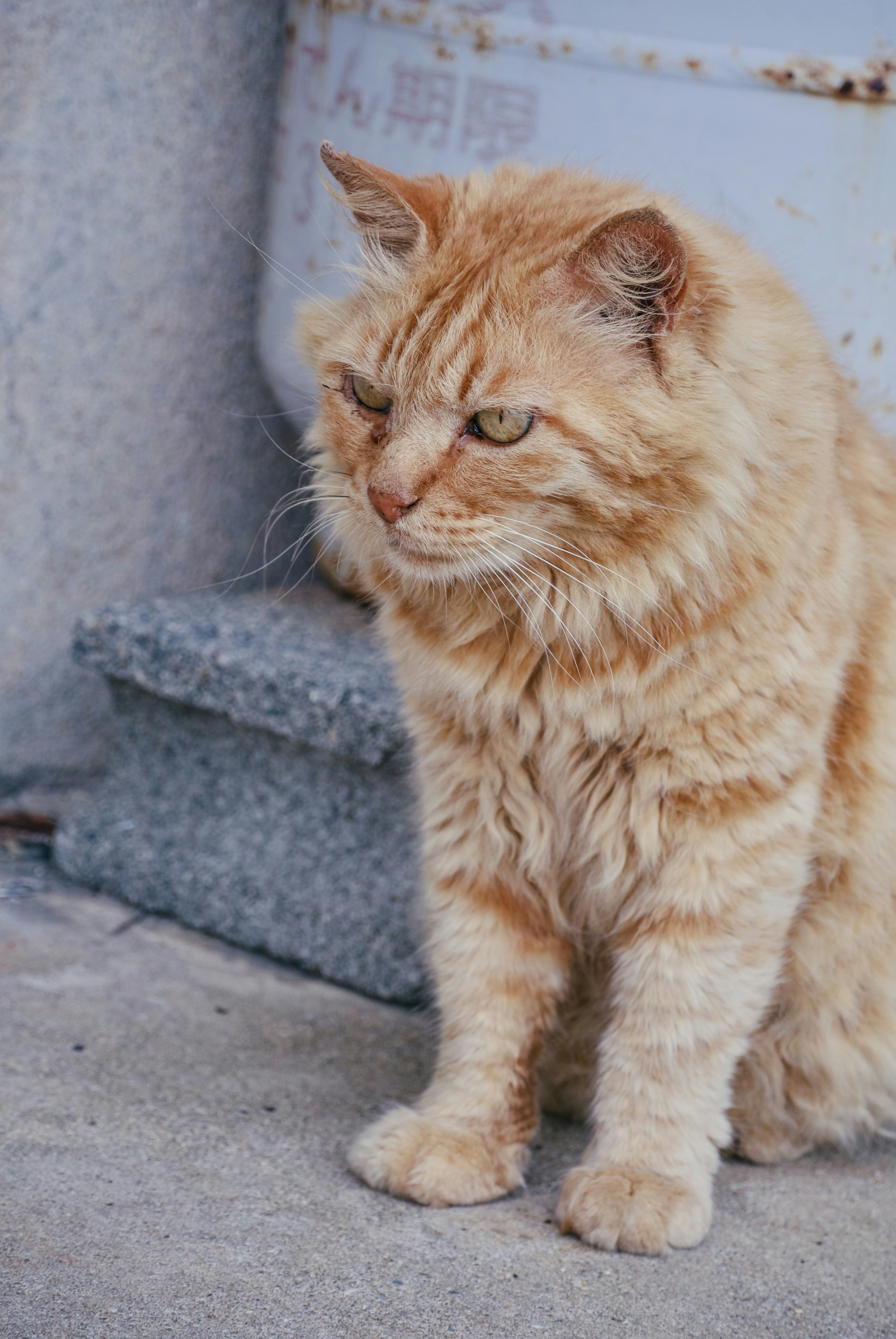 Bobtail Cats in Japanese Superstitions (image credits: unsplash)
