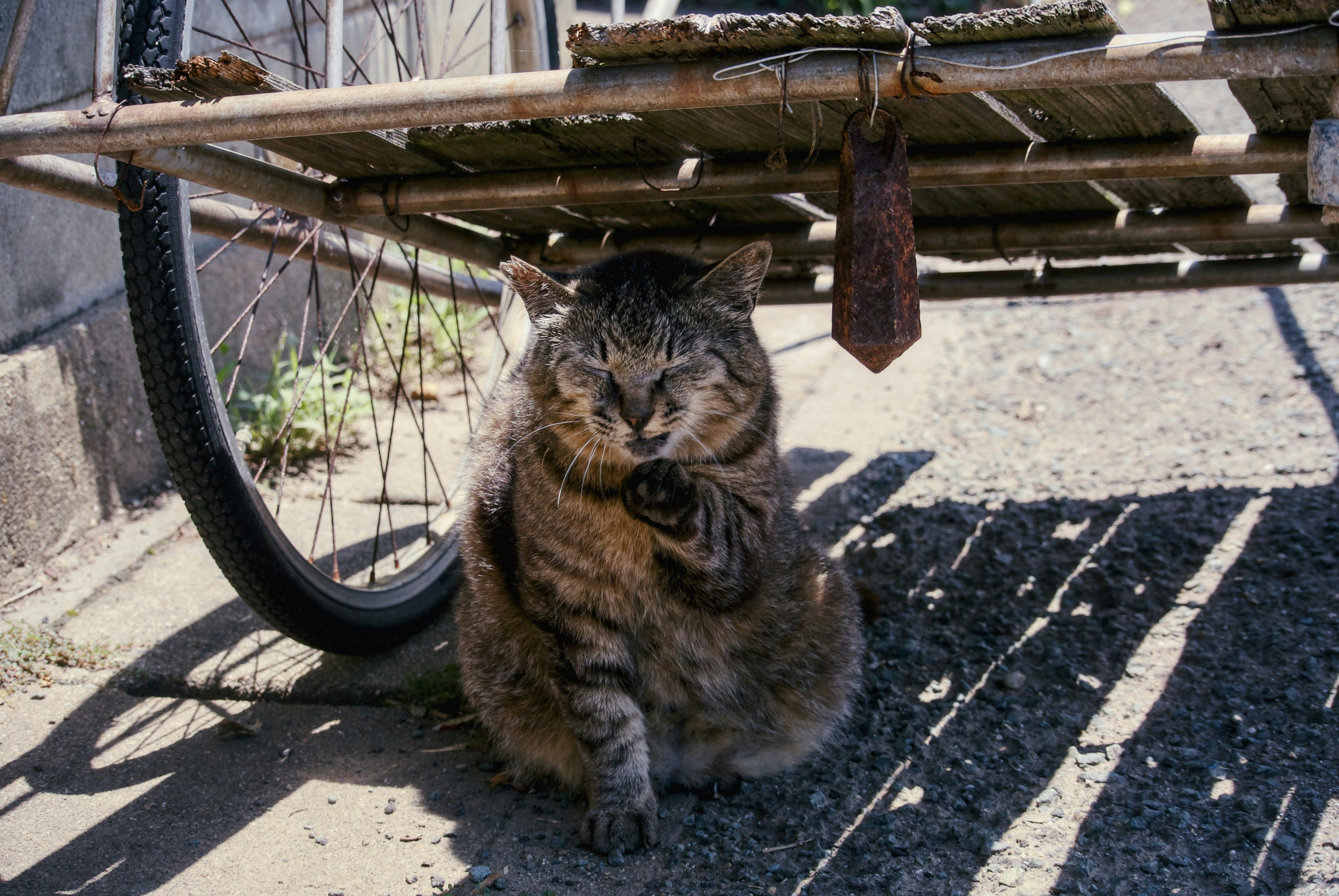 Celebrate the Shedding Season (image credits: unsplash)