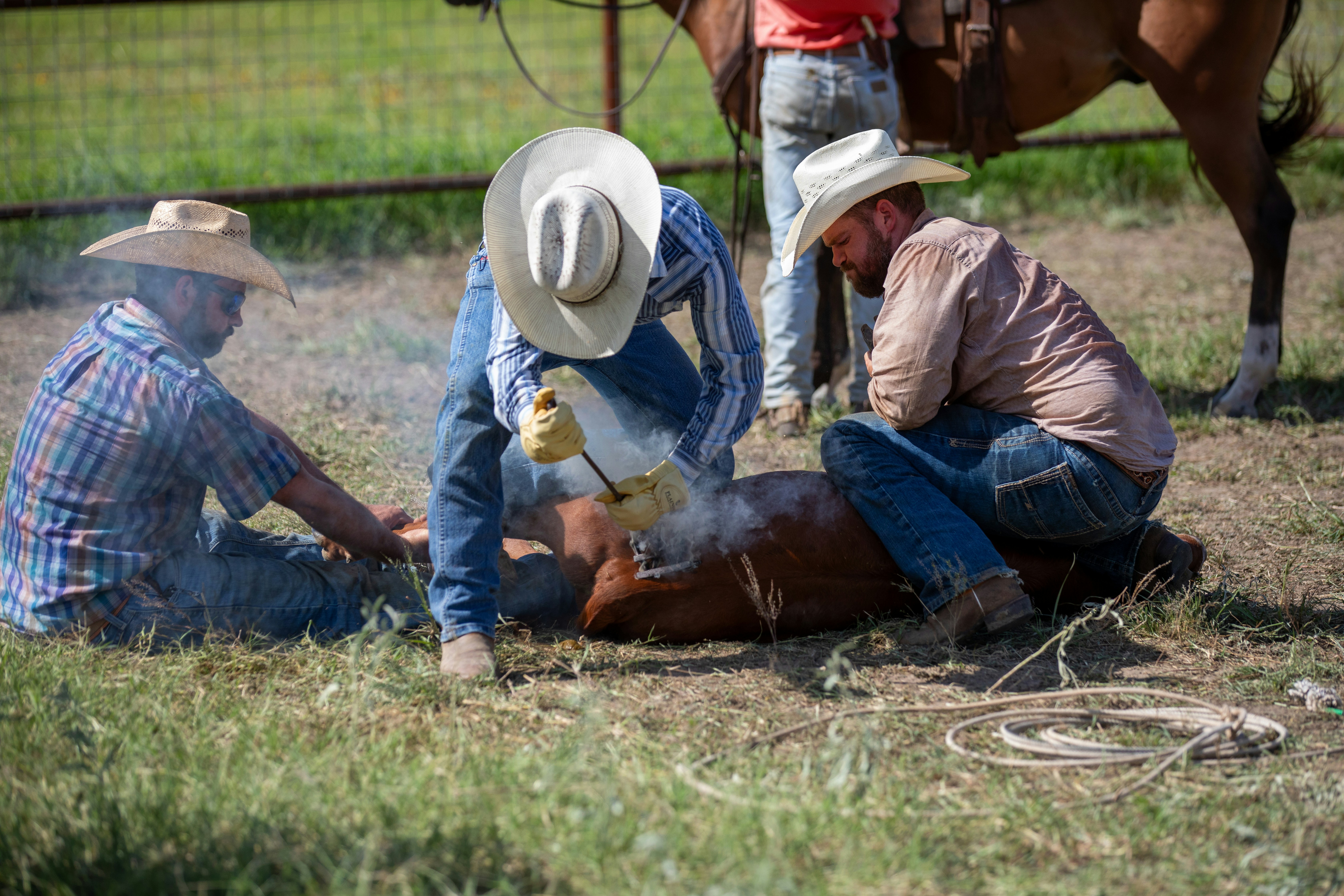 photo 1722311322514 2425029c8e29?crop=entropy&cs=tinysrgb&fit=max&fm=jpg&ixid=M3w1MjQ0NjR8MHwxfHNlYXJjaHwxMnx8UGVzdCUyMENvbnRyb2wlMjBTZXJ2aWNlJTIwQ2VkYXIlMjBIaWxsJTIwVGV4YXN8ZW58MHwwfHx8MTc2MDMxODIzNXww&ixlib=rb 4.1