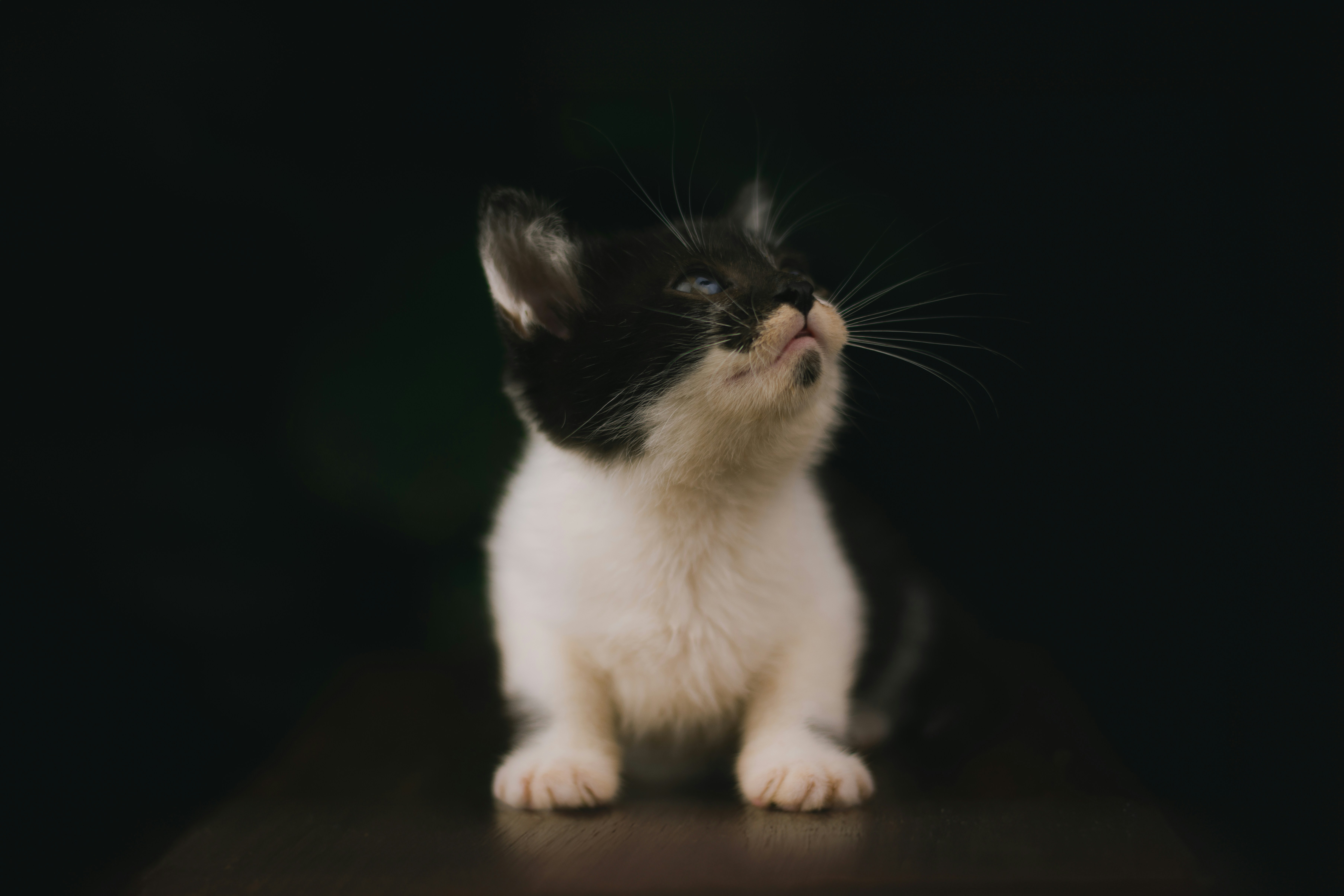 The Glitch in the System: A Sysadmin’s Notes on Guardianship and "Useless" Lives