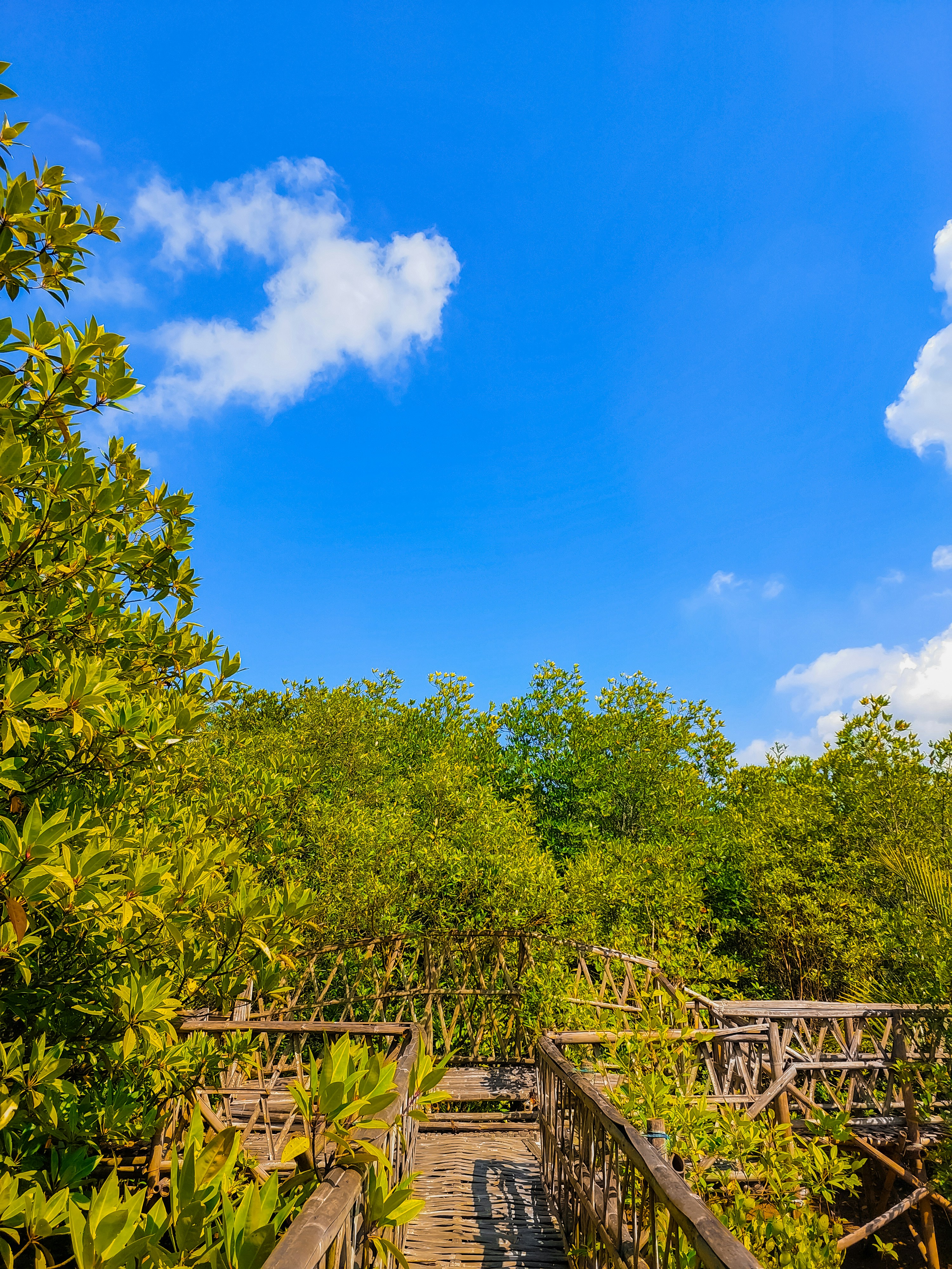 Un pont en bois entouré de nombreux arbres