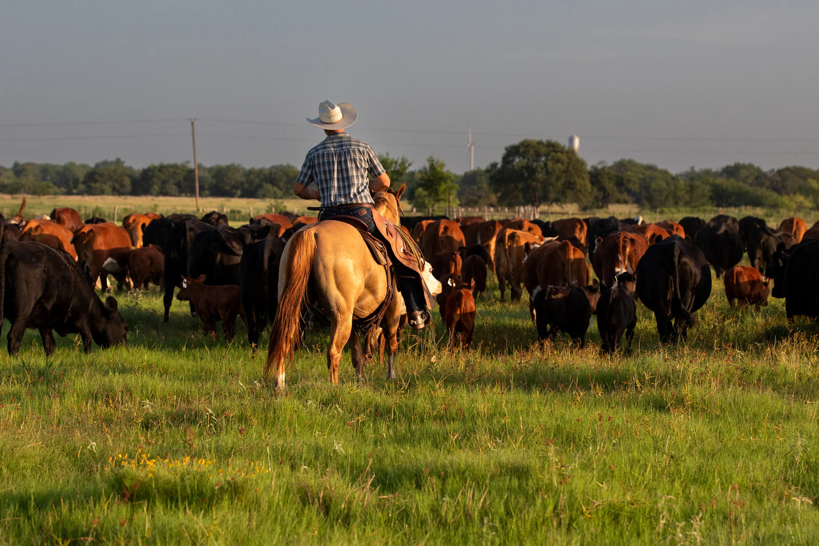 A rancher on horseback rides alongside his herd of cattle on open rangeland.