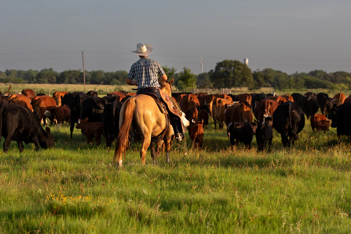 A rancher on horseback rides alongside his herd of cattle on open rangeland, the small local rancher behind a real tallow operation