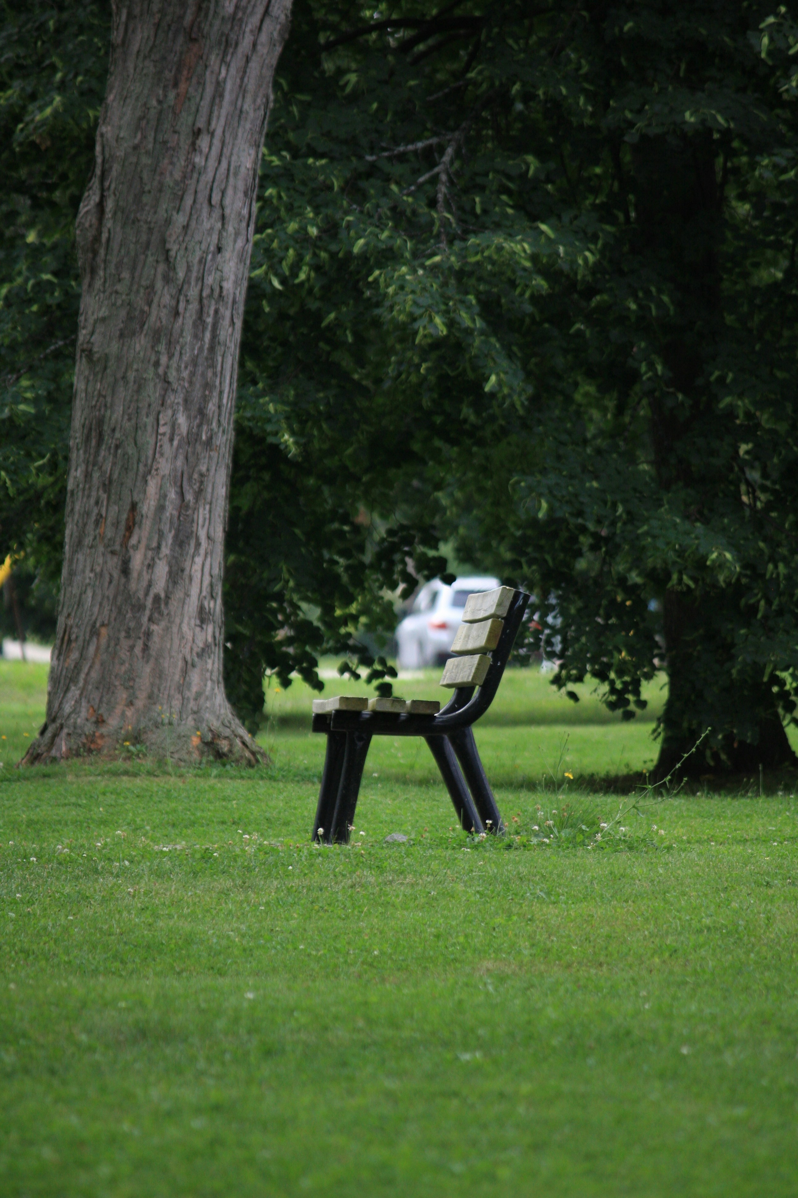 Wooden park bench with a dark metal frame on a green lawn.