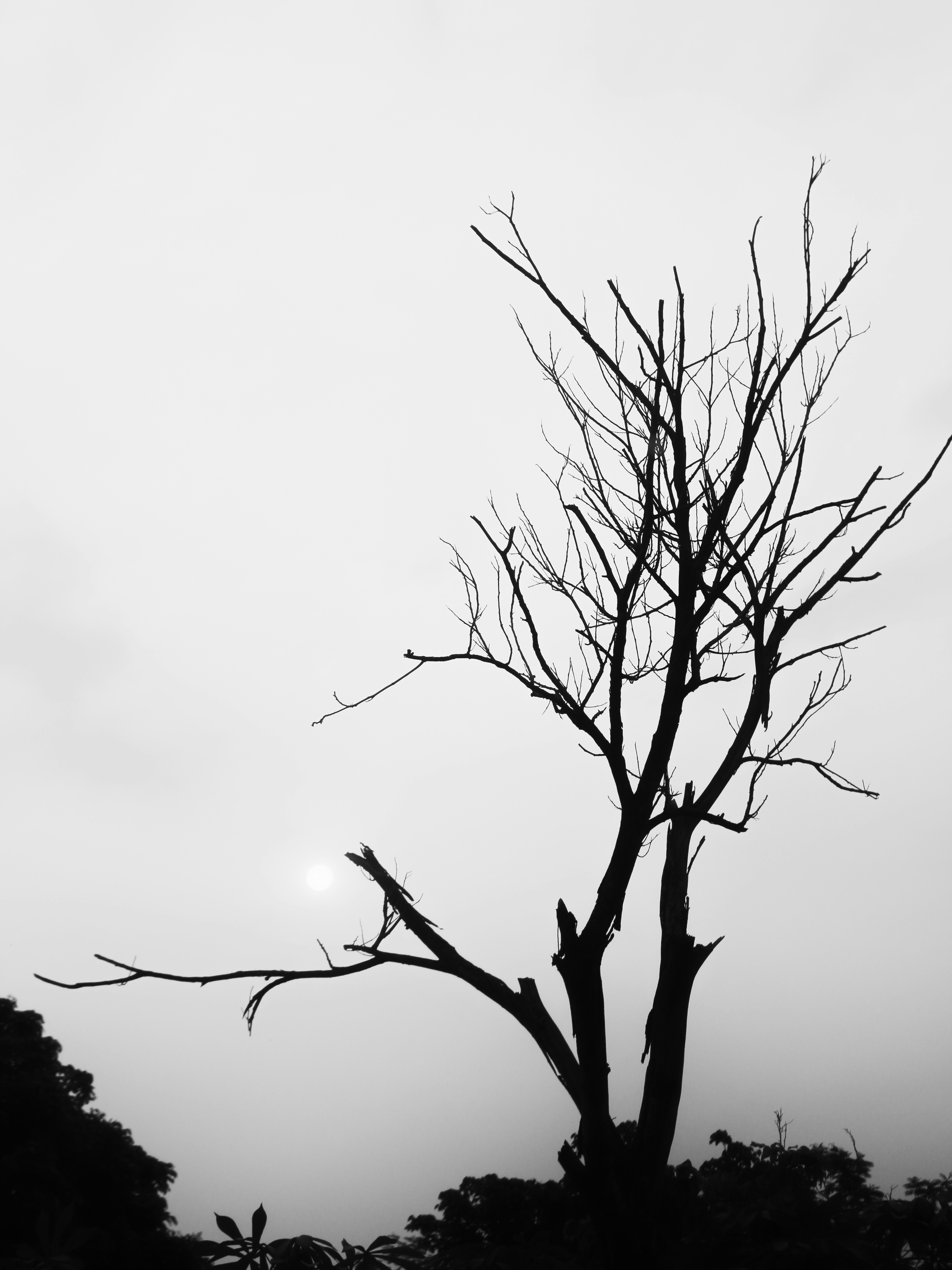 Immagini di Albero Silhouette | Scarica immagini gratuite su Unsplash, image size:3000x4000