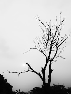 A black and white photo of a bare tree
