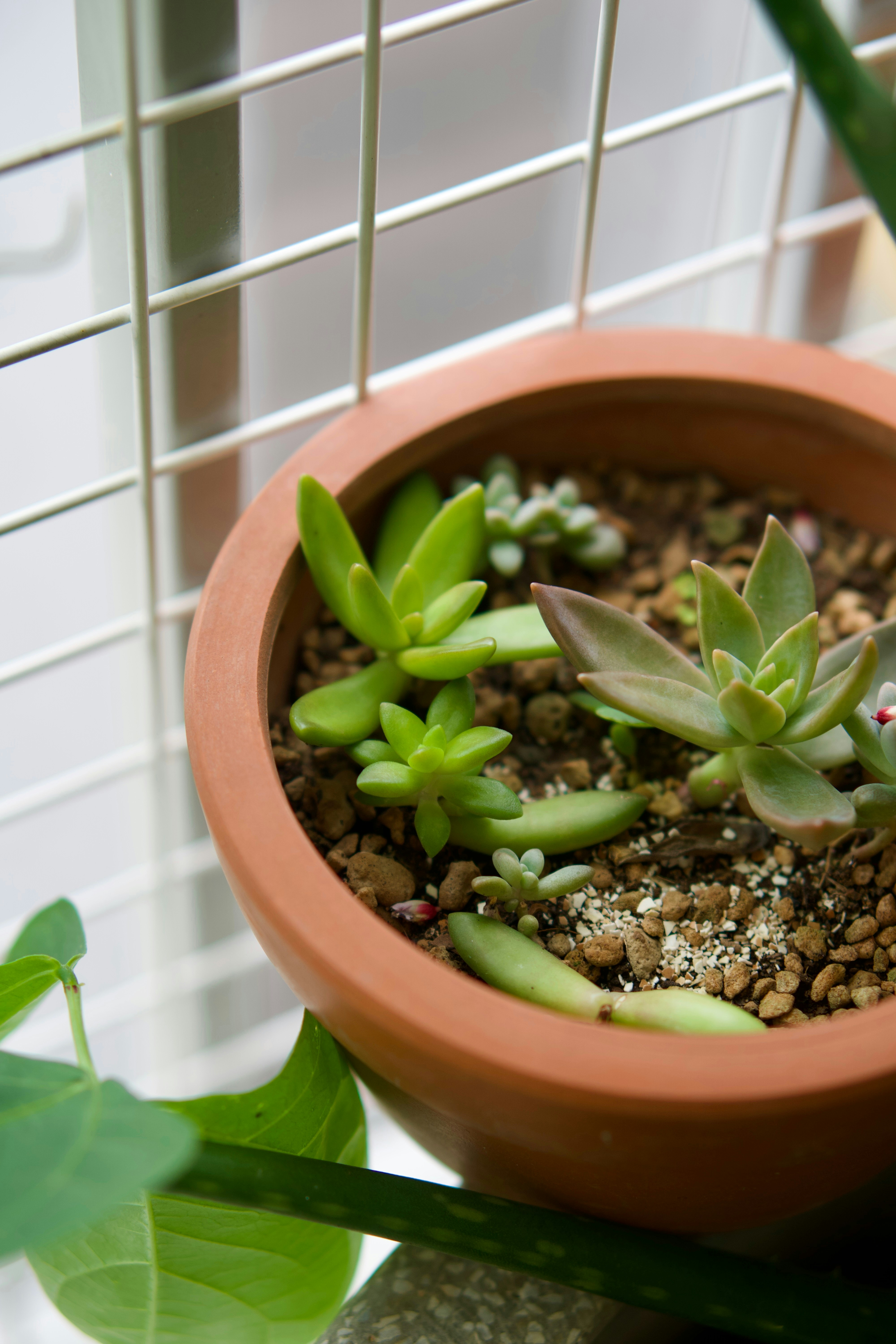 A potted plant sitting on top of a table