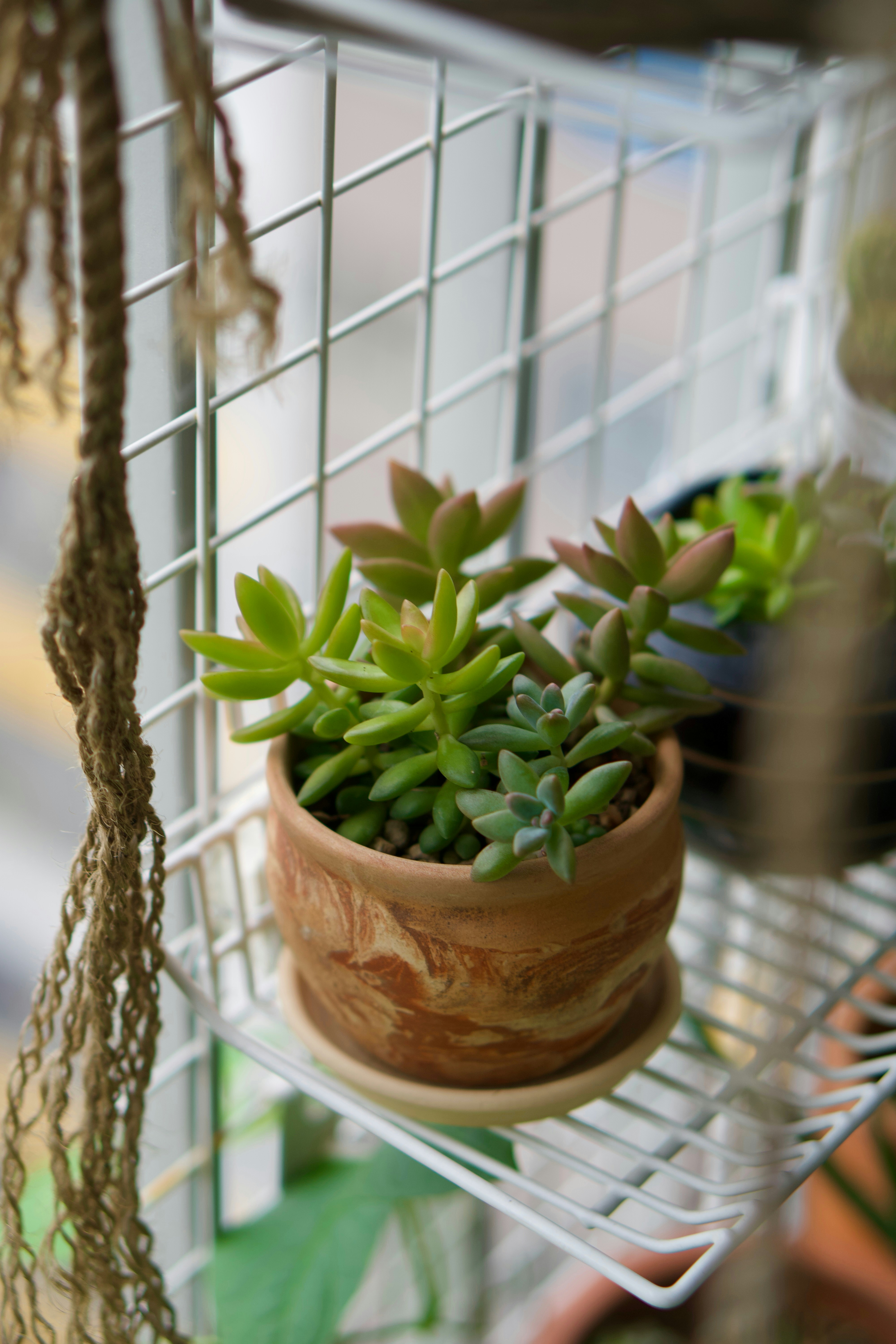 A potted plant is sitting on a shelf