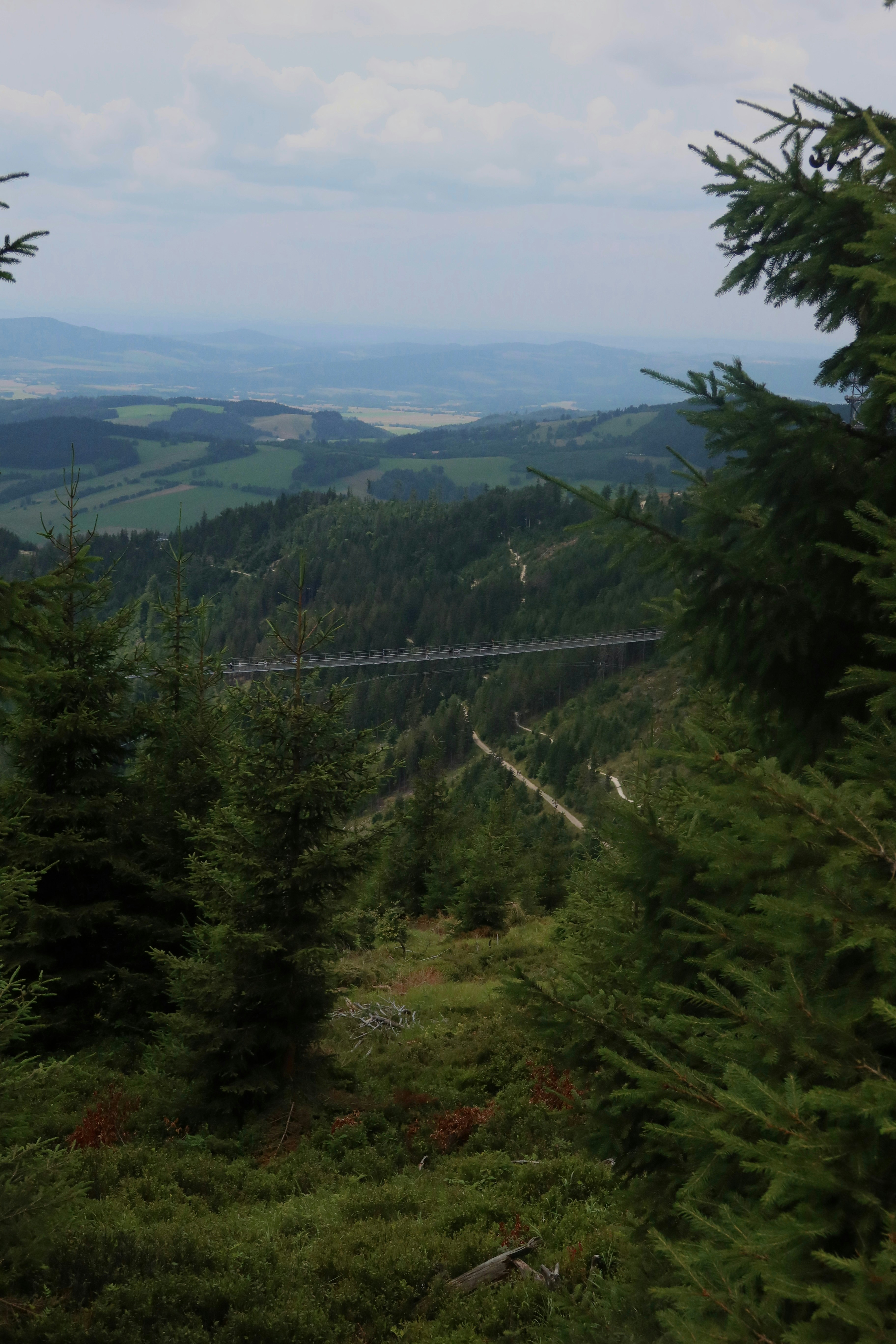 Ein malerischer Blick auf einen Wald mit einer Brücke in der Ferne