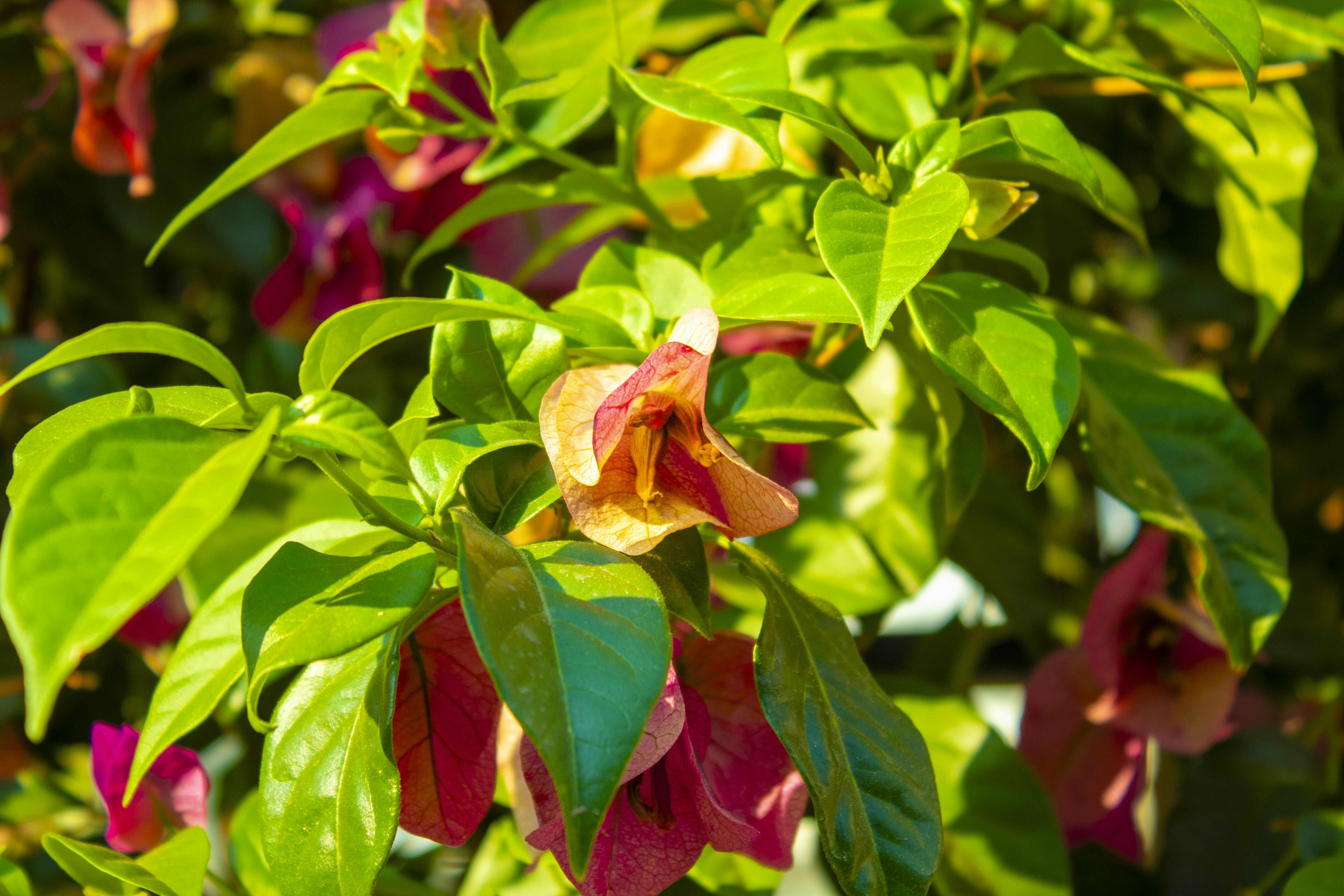 Photo by servetphotograph