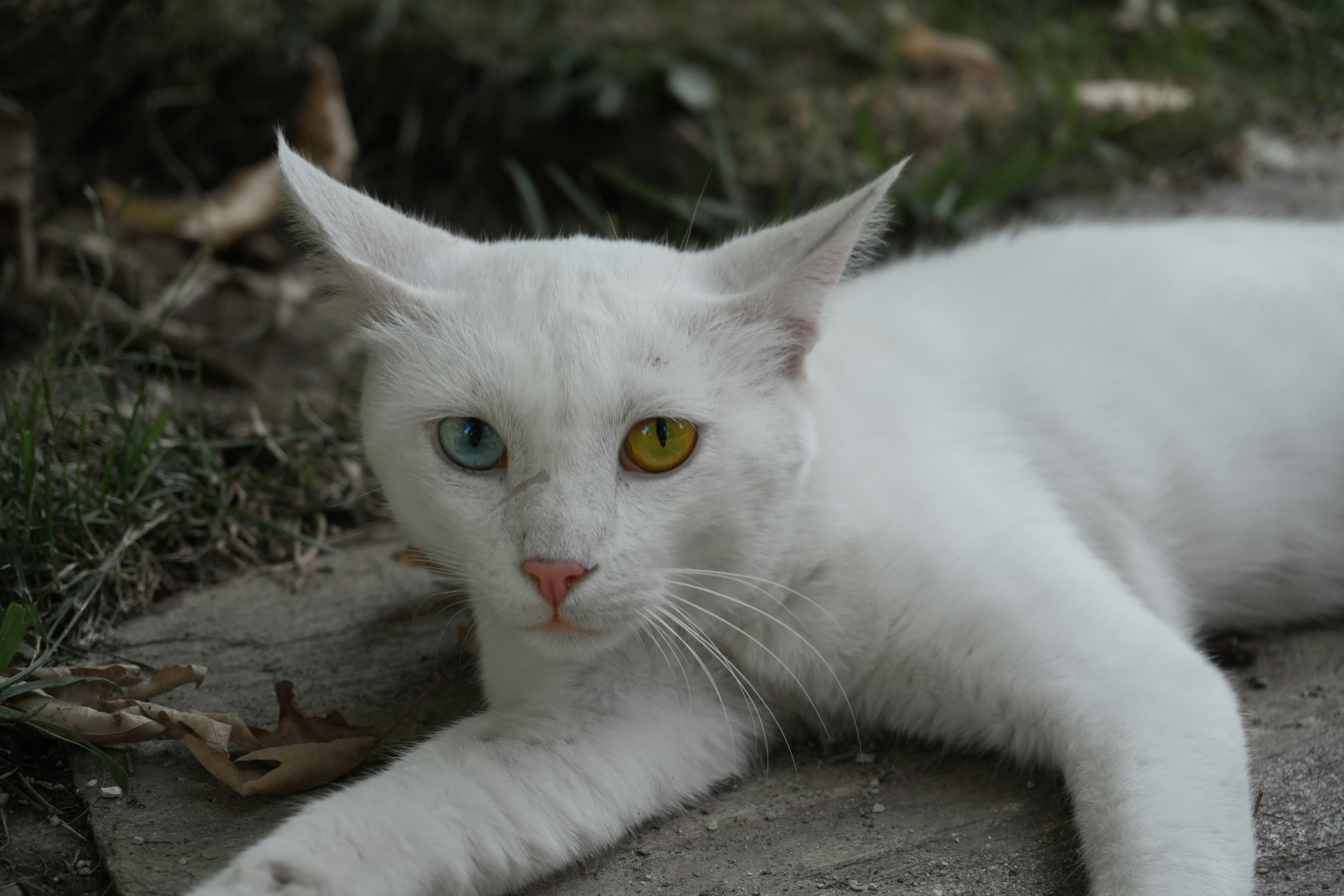 Eyes Like Precious Gems (image credits: unsplash)