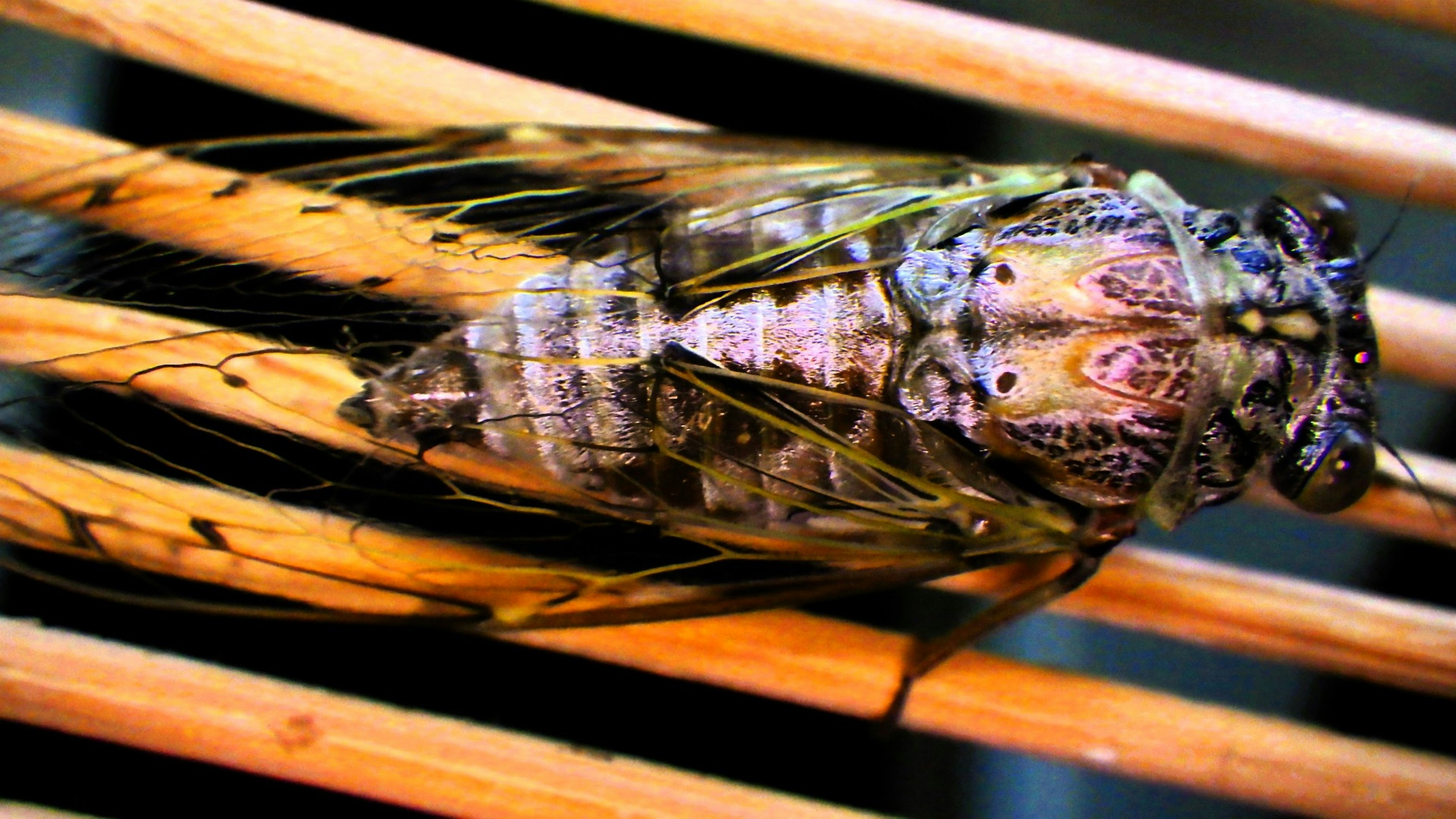 A close up of a dead insect on a wooden surface photo – Free Cricket ...