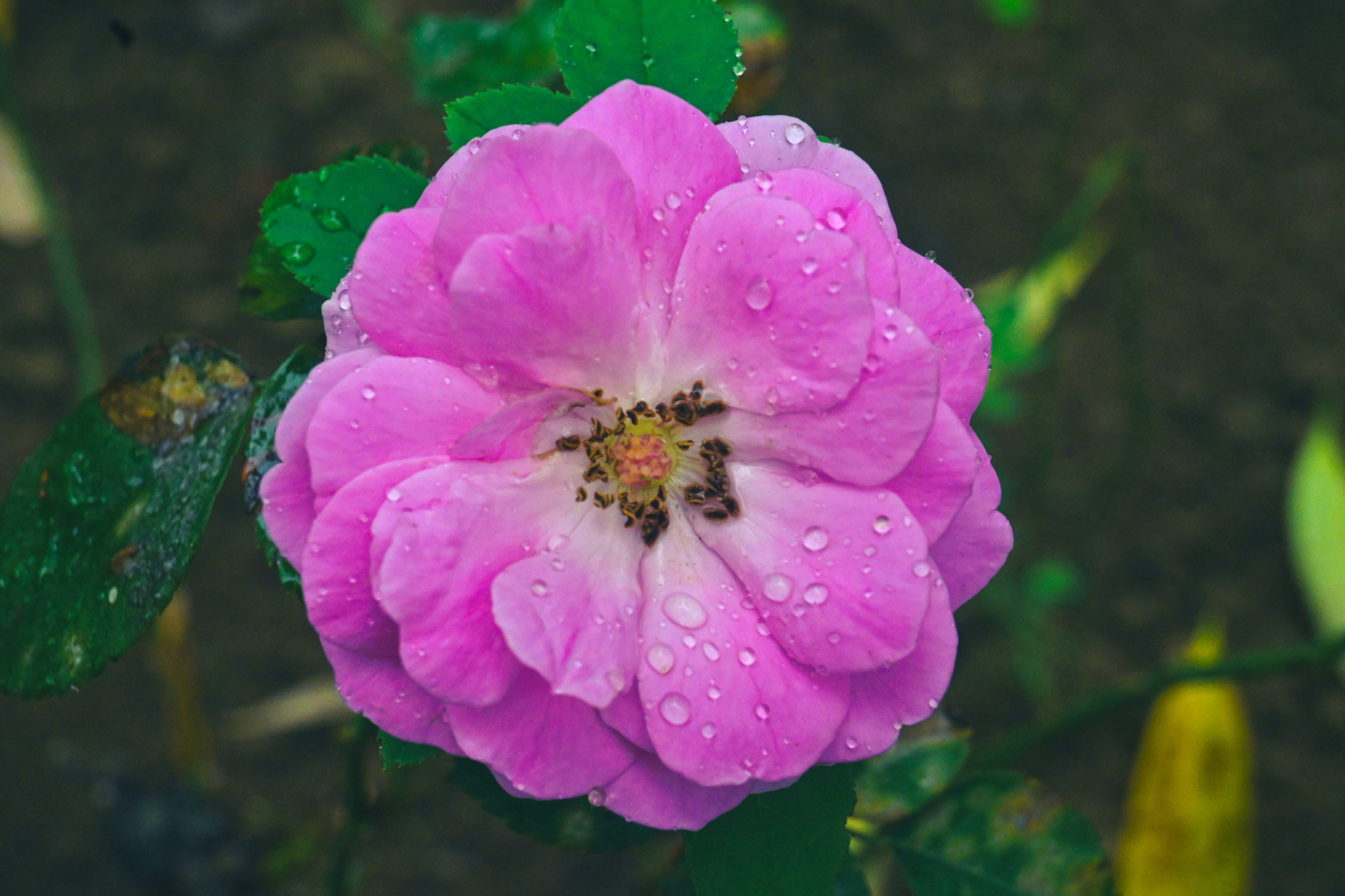 Canyelles Petites - foto 4