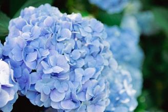 A close up of a bunch of blue flowers
