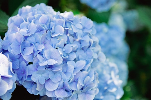 A close up of a bunch of blue flowers
