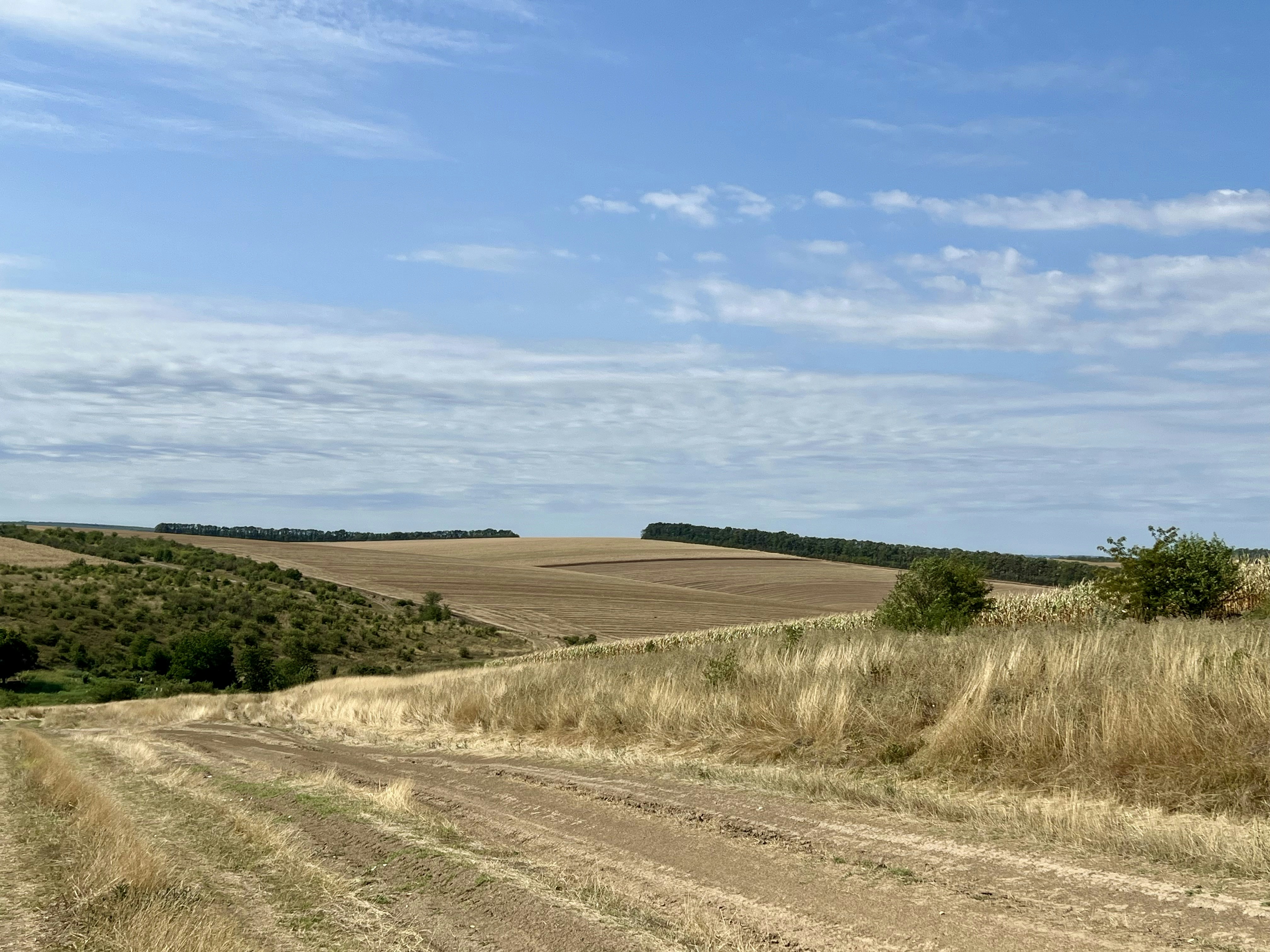 A dirt road in the middle of a field