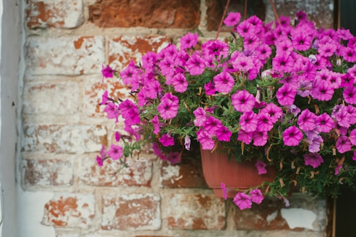 A potted plant with purple flowers hanging from a brick wall