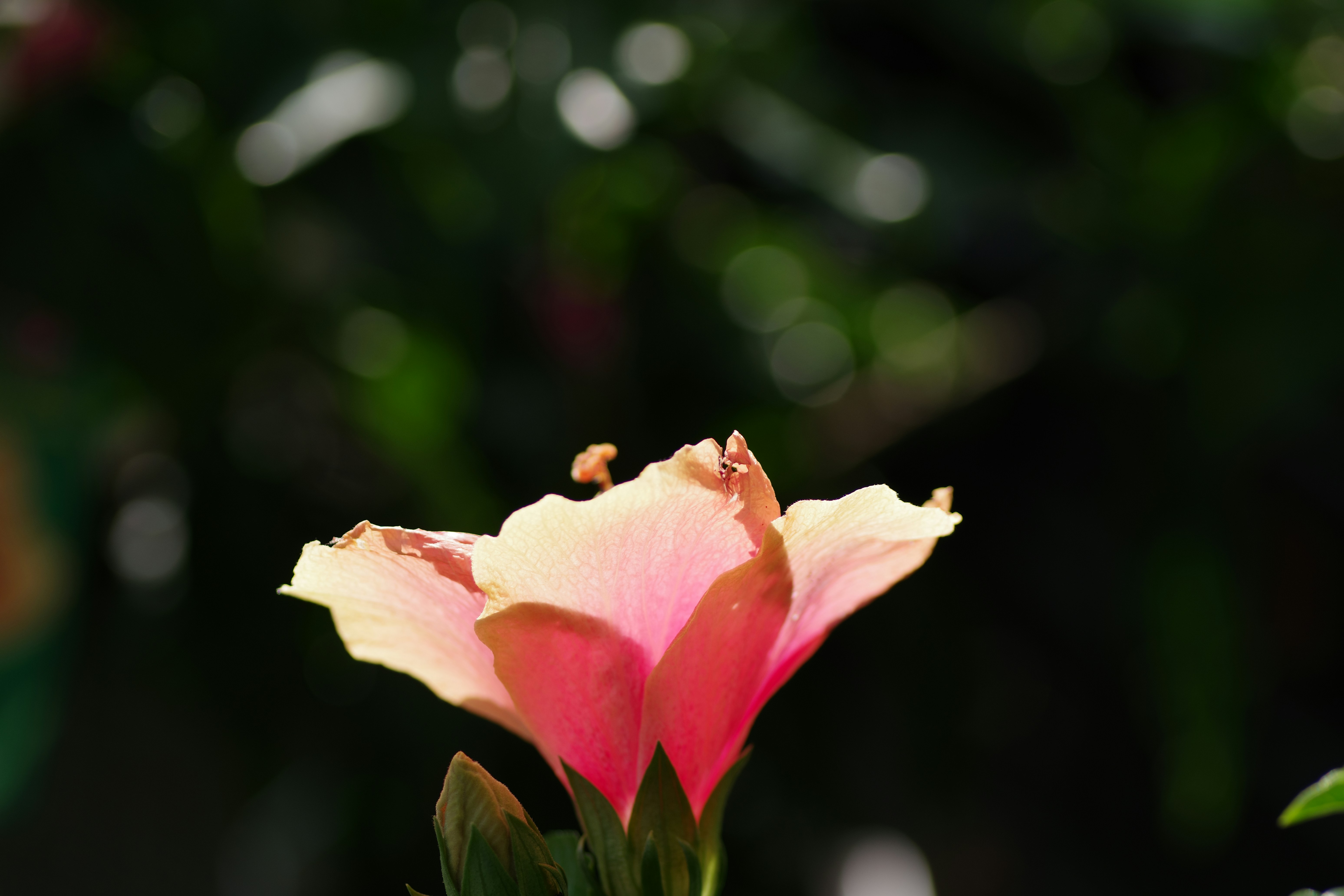 Erkeklerde de meme kanseri tehdidi: Bursa’da farkındalık çağrısı - Sağlık haberi görseli