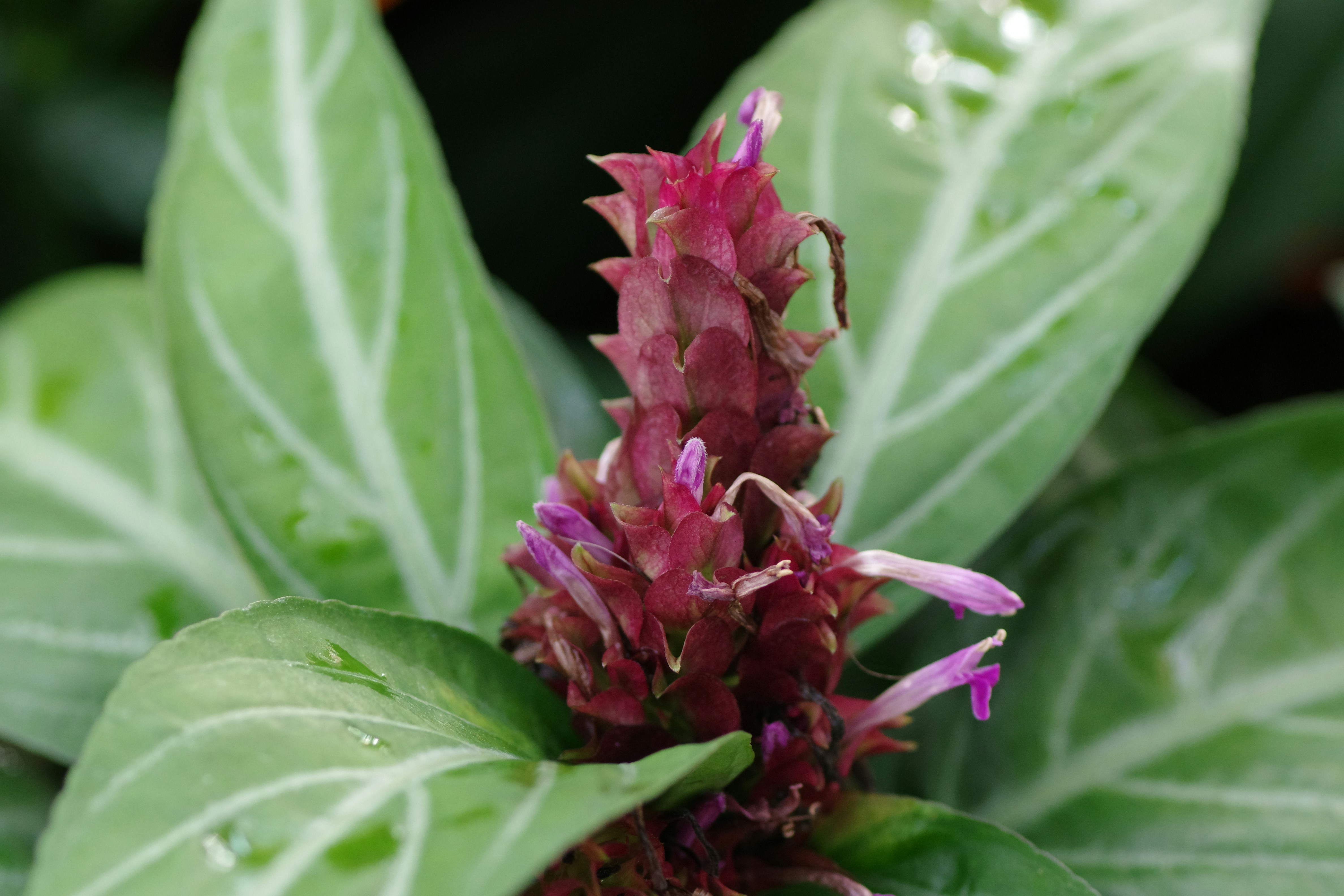 A close up of a flower on a plant