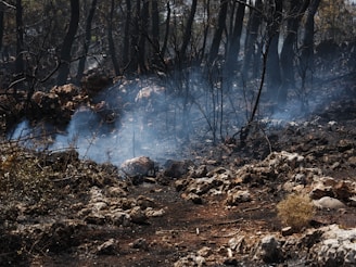 A forest filled with lots of burned trees