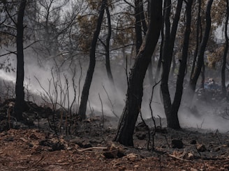 After the fire