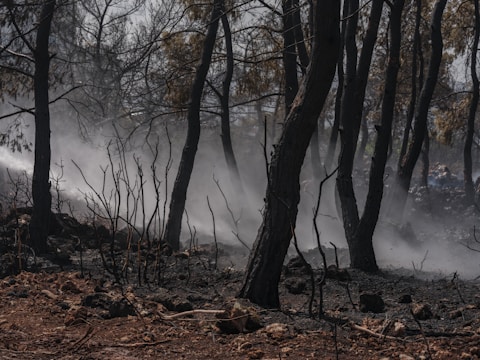 After the fire