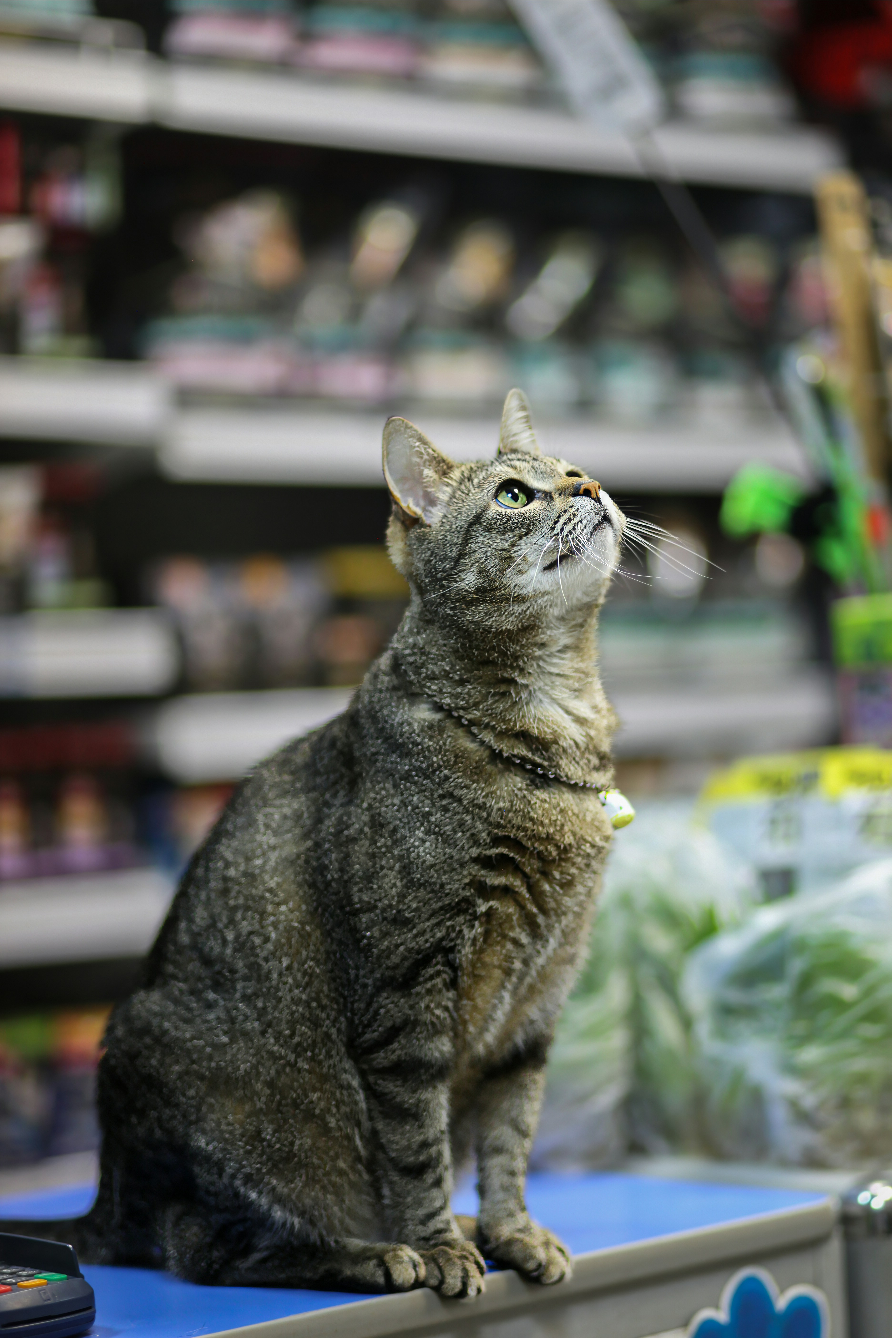 A cat sitting on top of a table in a store
