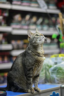 Gato sentado no balcão de um pet shop, olhando para cima, com prateleiras de produtos ao fundo