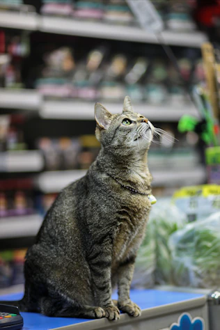A cat sitting on top of a table in a store