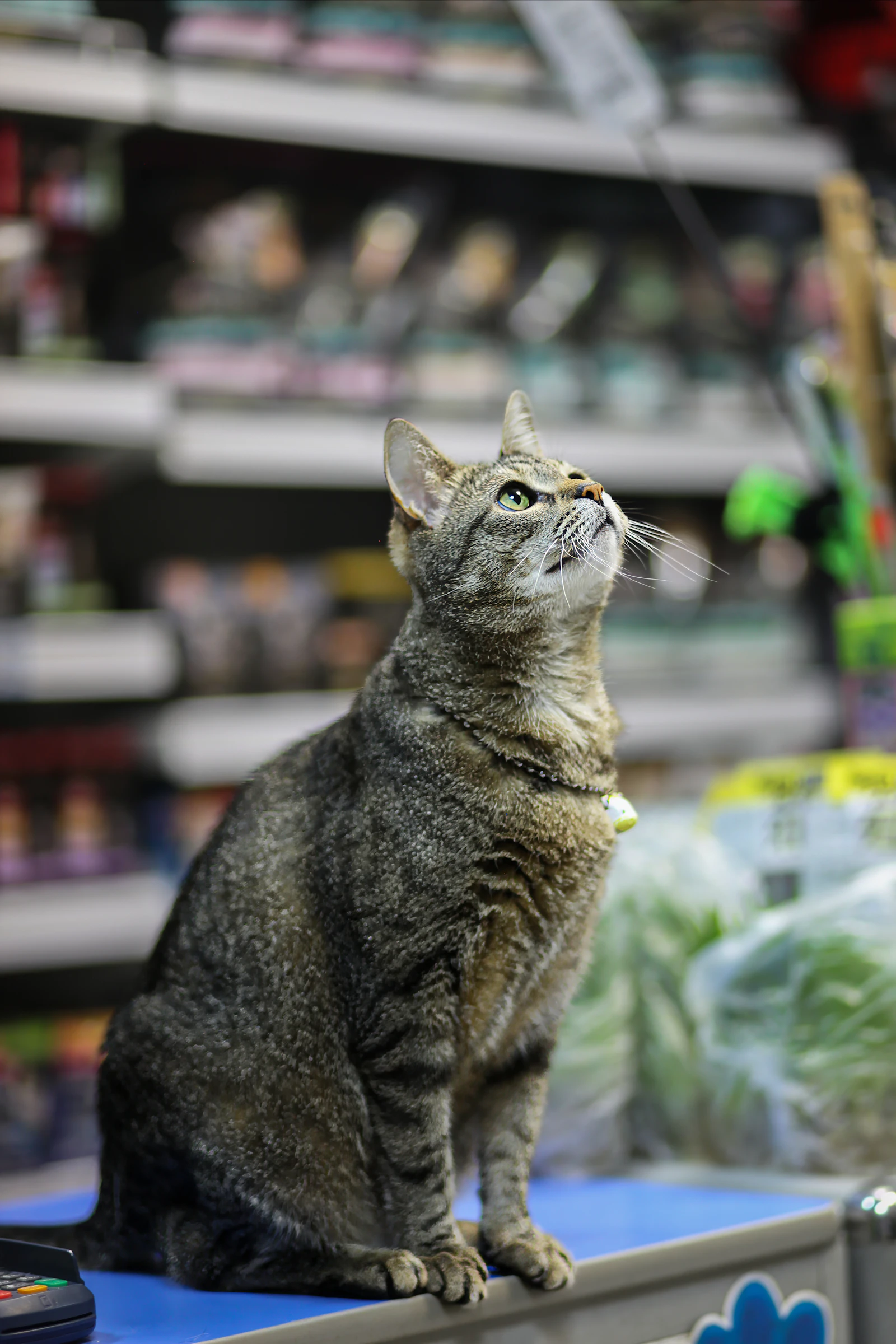 A cat sitting on the counter of a pet store