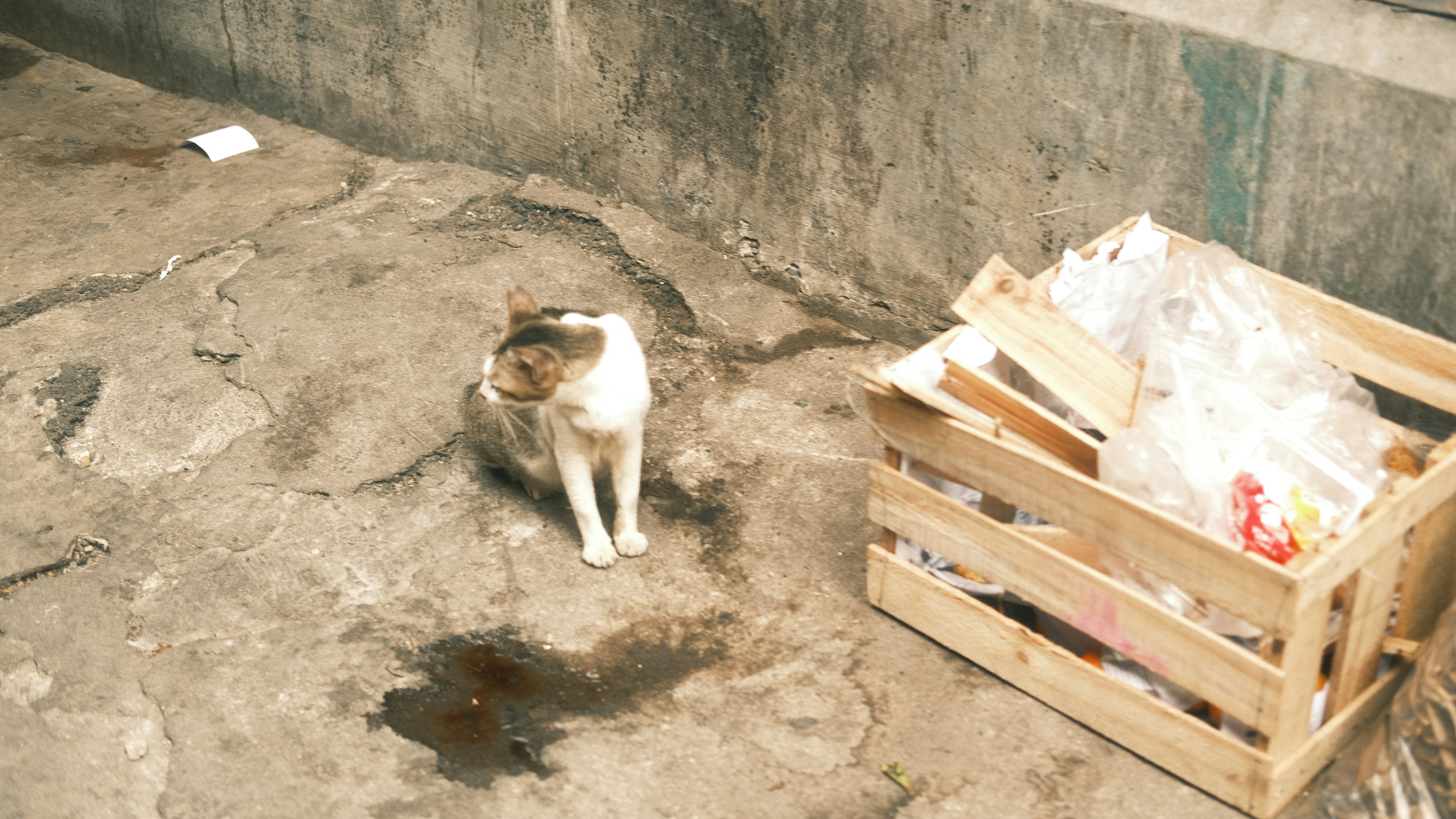 A cat standing next to a wooden crate