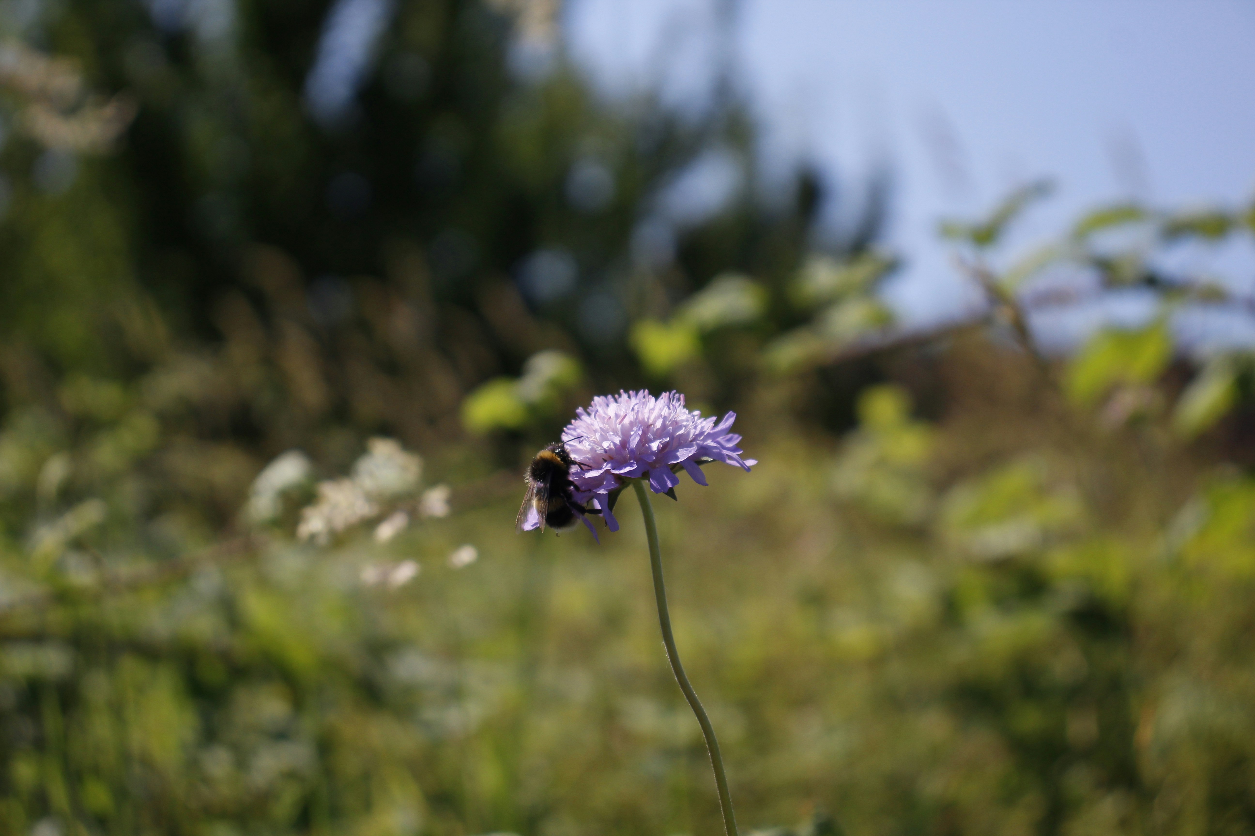 Photo by bloominghyacinth