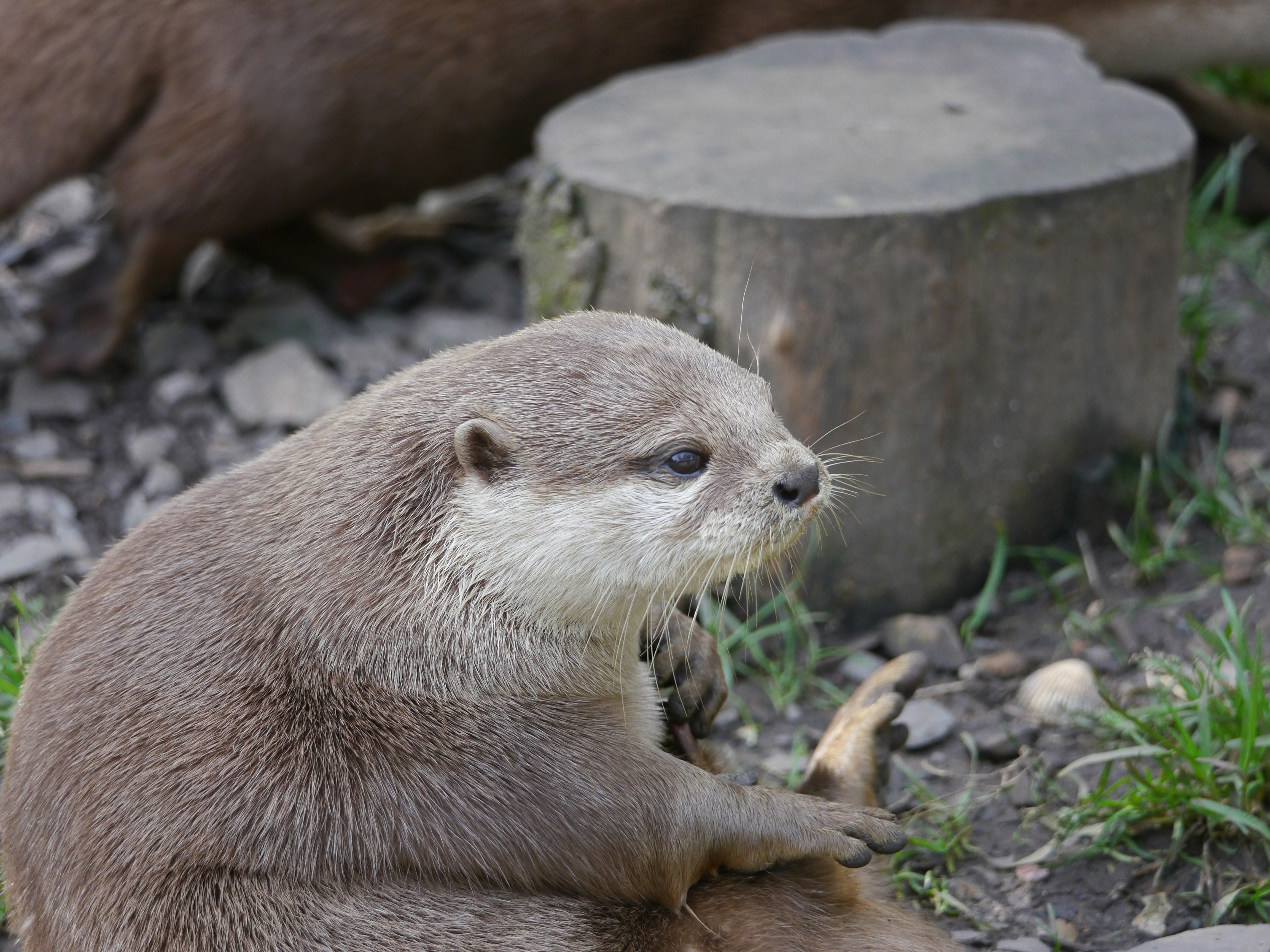 A small otter sitting on the ground next to a tree stump