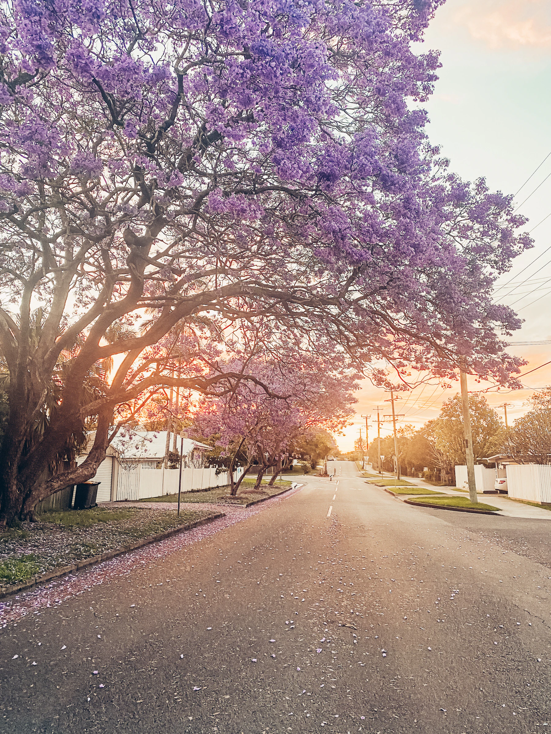 A suburban street under flowering jacarandas at sunset