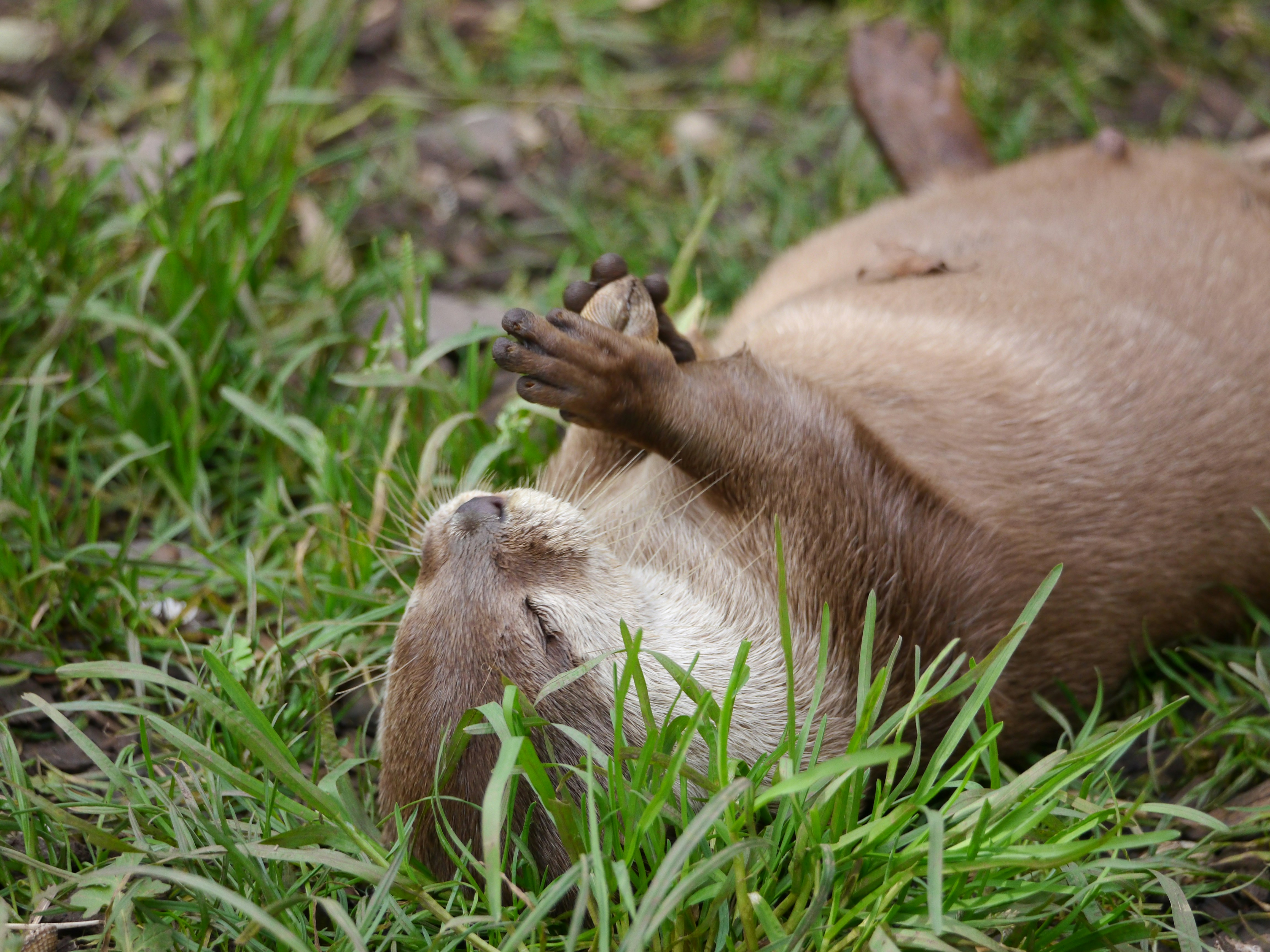 An animal that is laying down in the grass