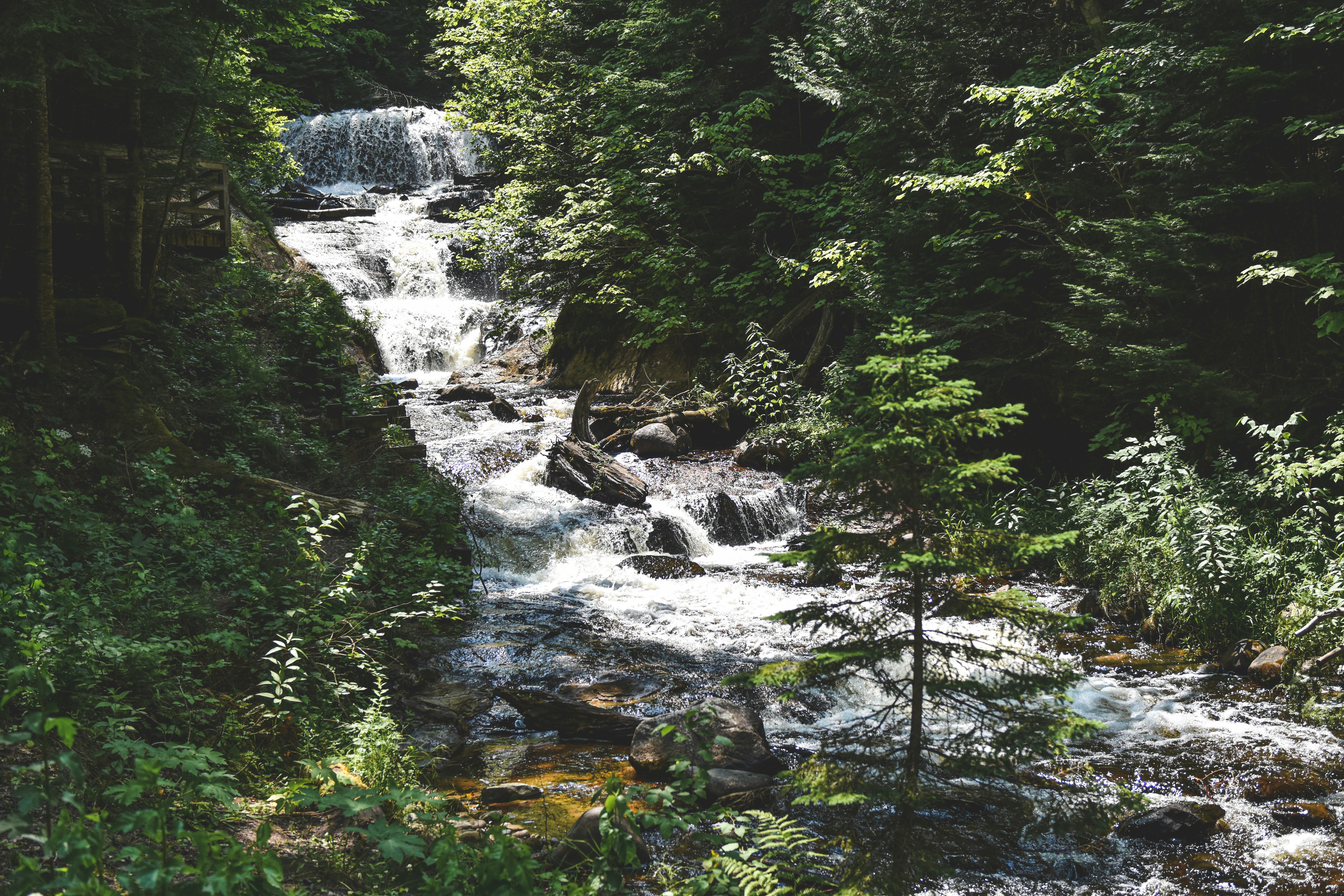 Photo by freefolkphoto