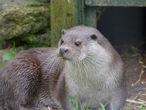 An otter with long whiskers standing in the grass 