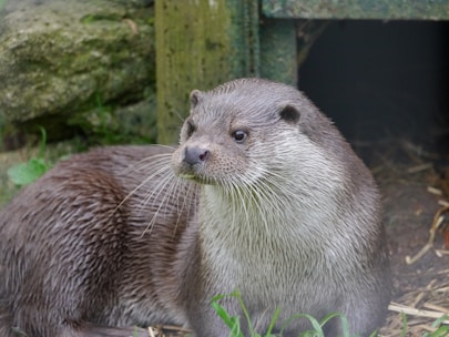 An otter with long whiskers standing in the grass 
