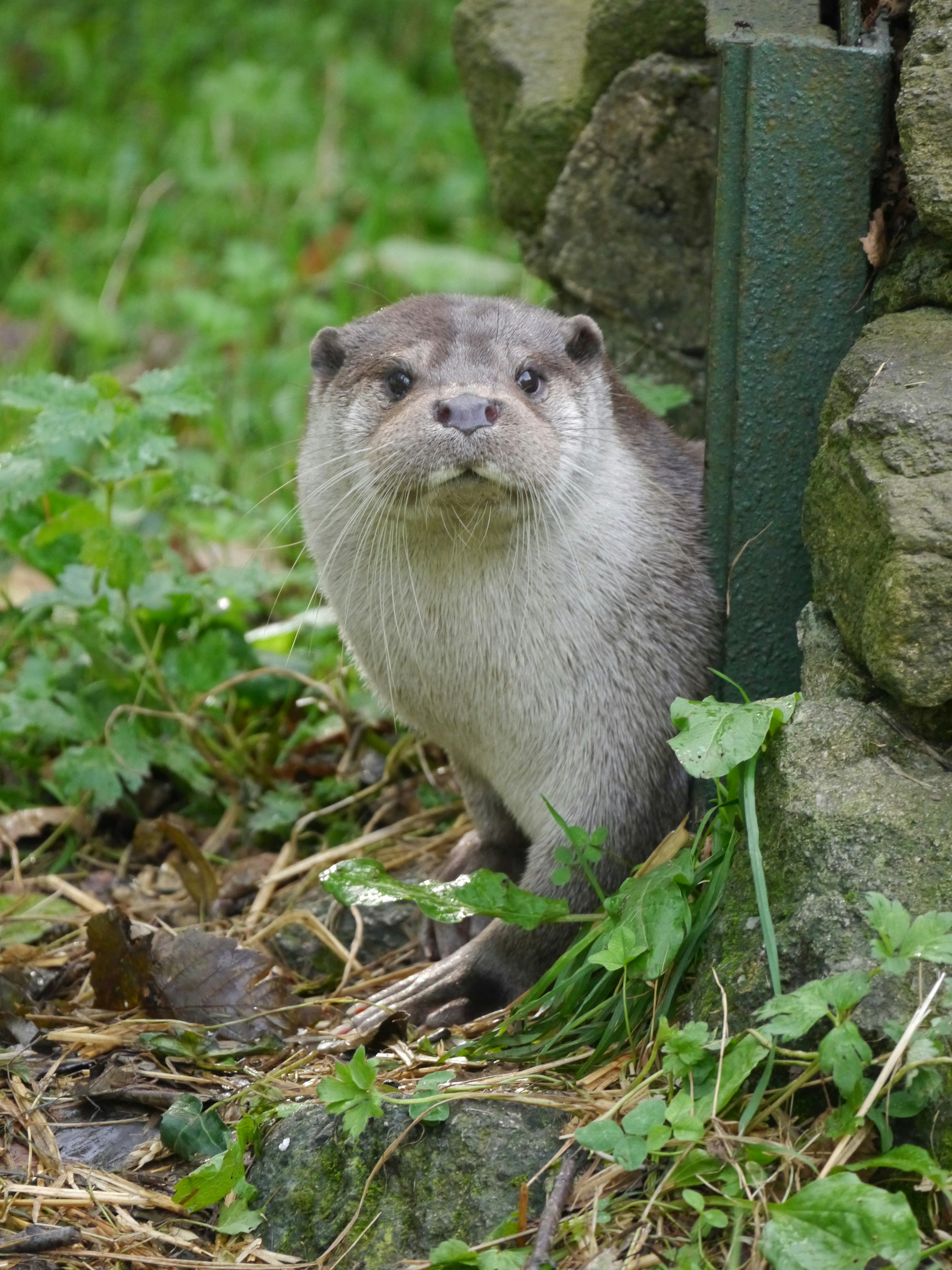 An animal that is standing in the grass