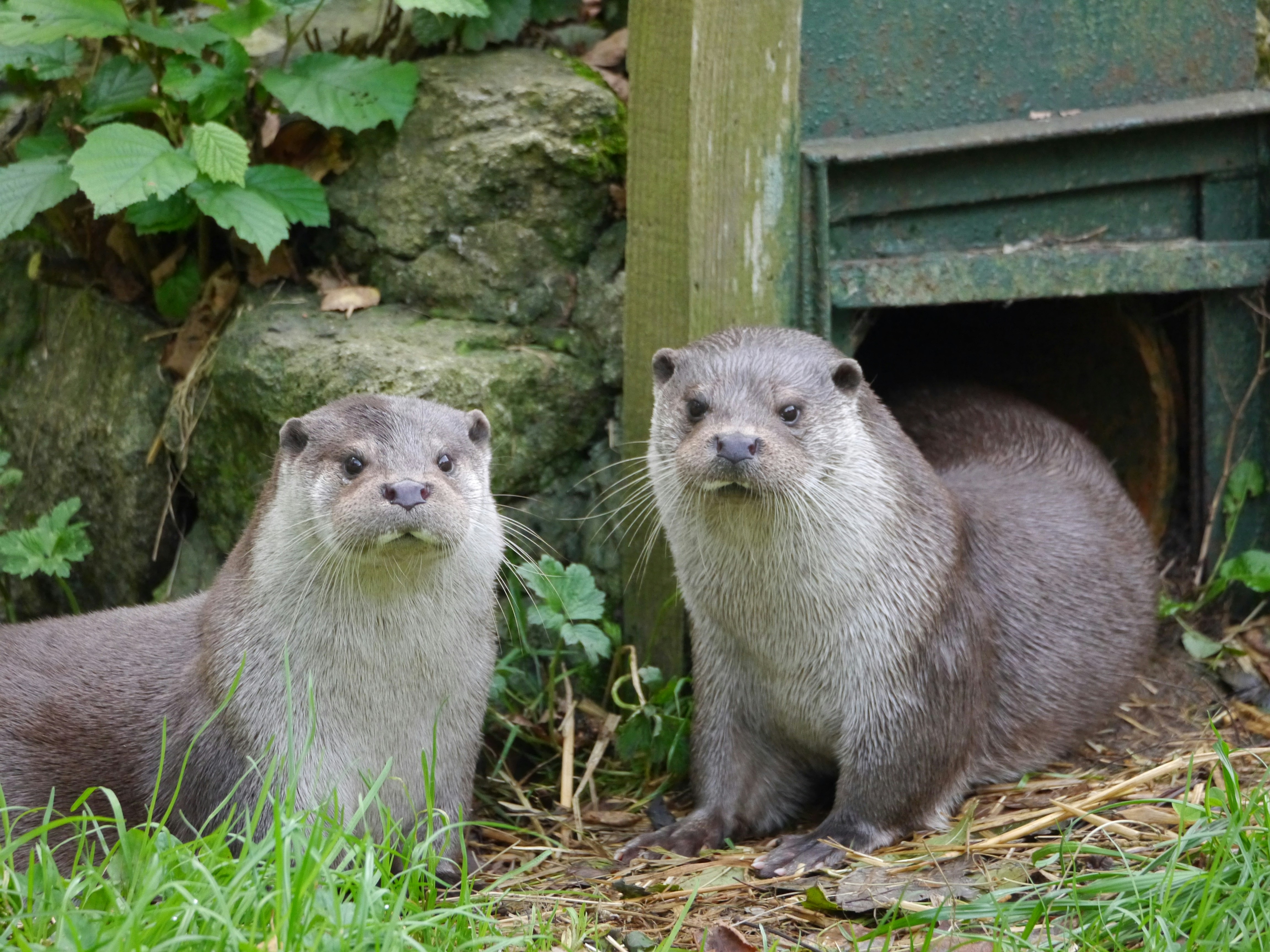 A couple of animals that are standing in the grass
