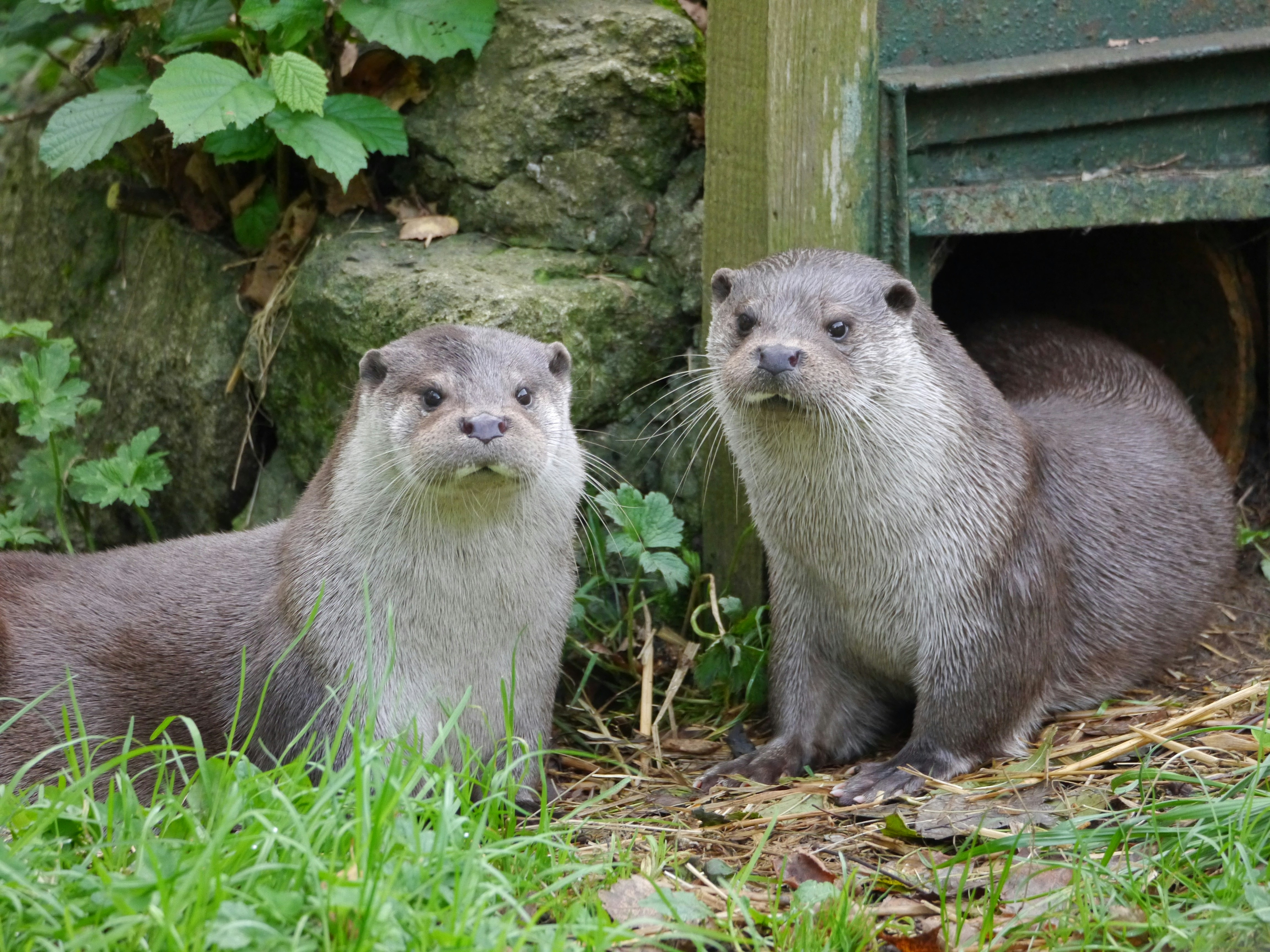A couple of otters that are standing in the grass