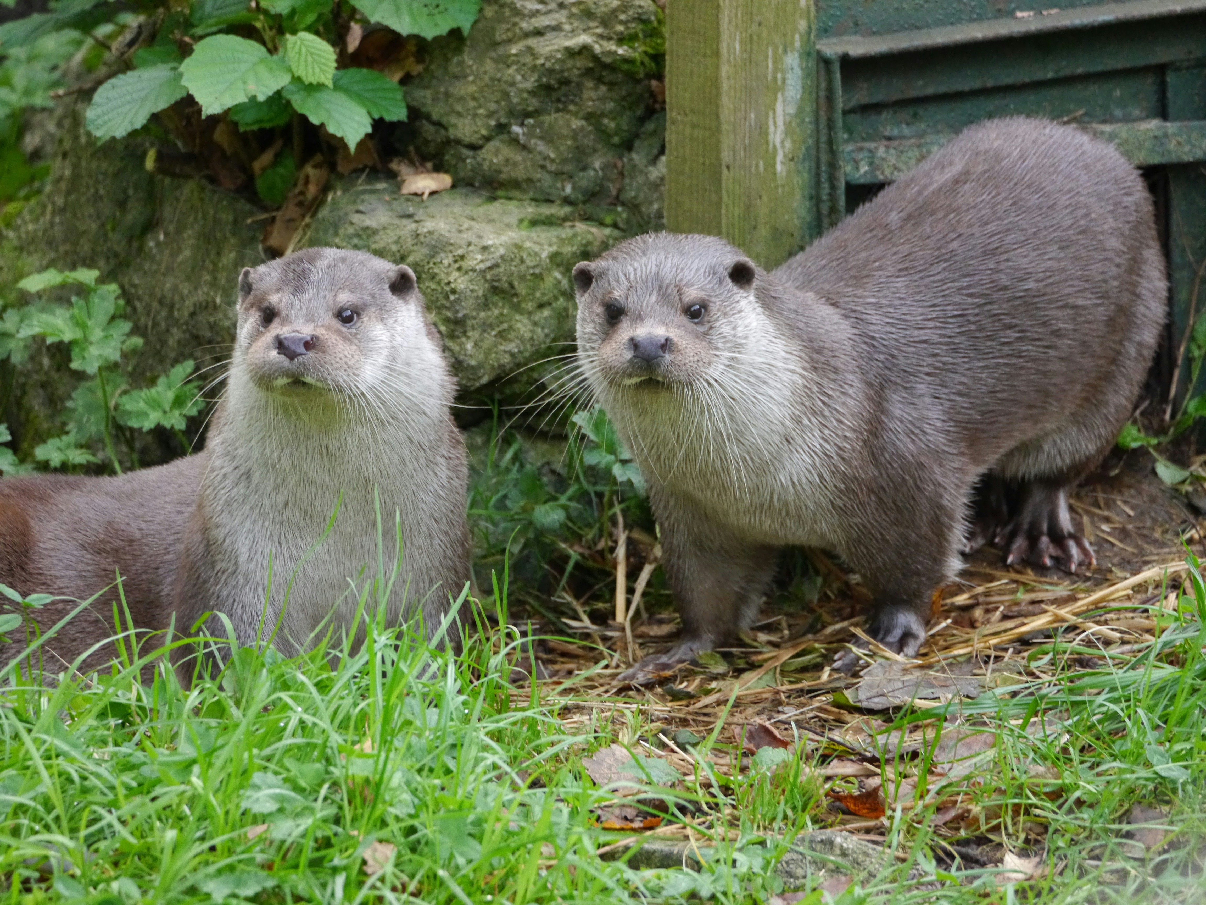 A couple of otters standing next to each other