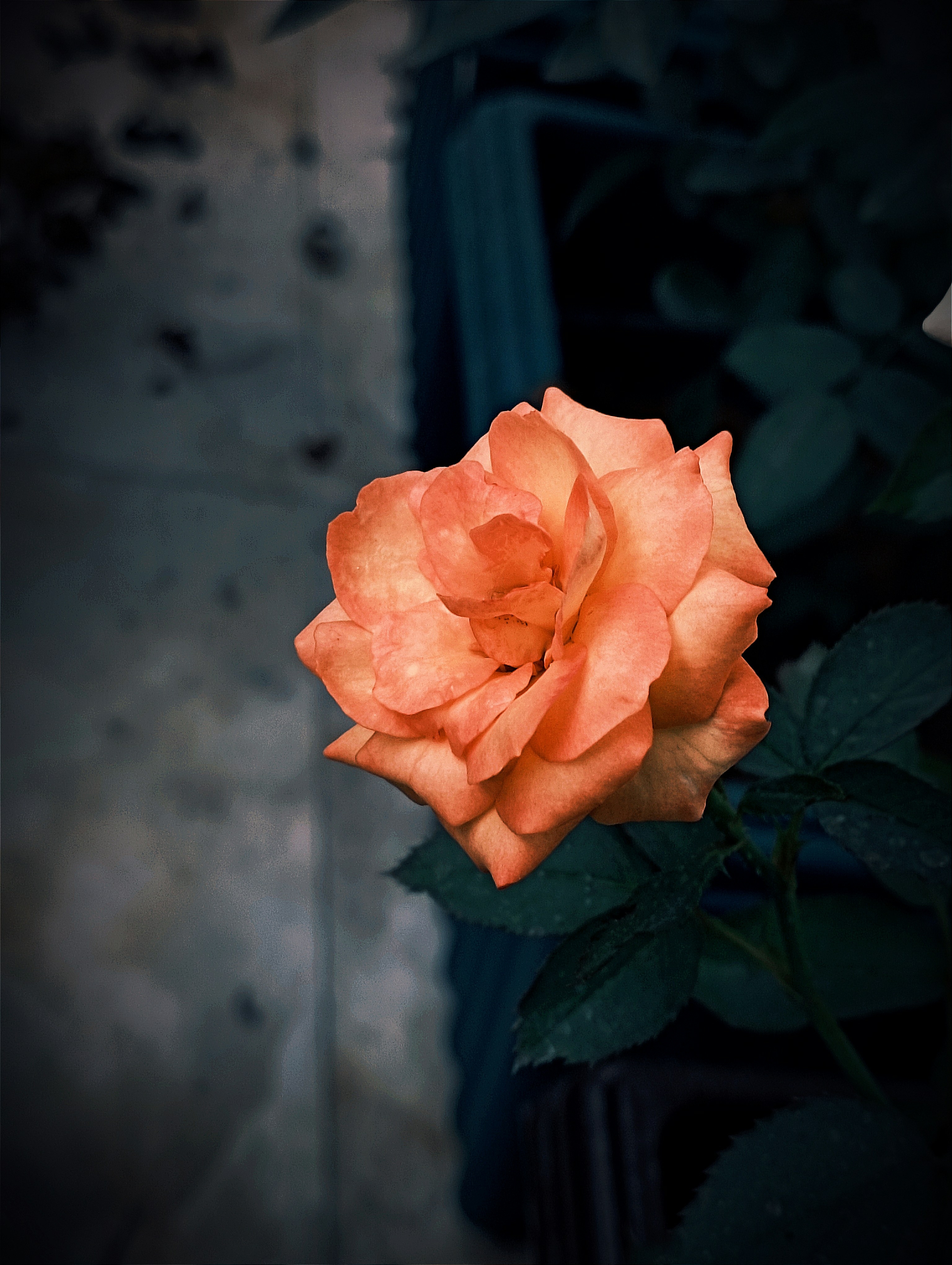 Photo by shadowshahriar