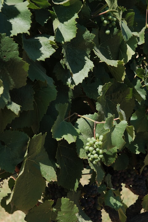 Frankovka — královna moravských červených vín