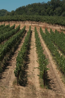 A large vineyard with rows of vines in the foreground