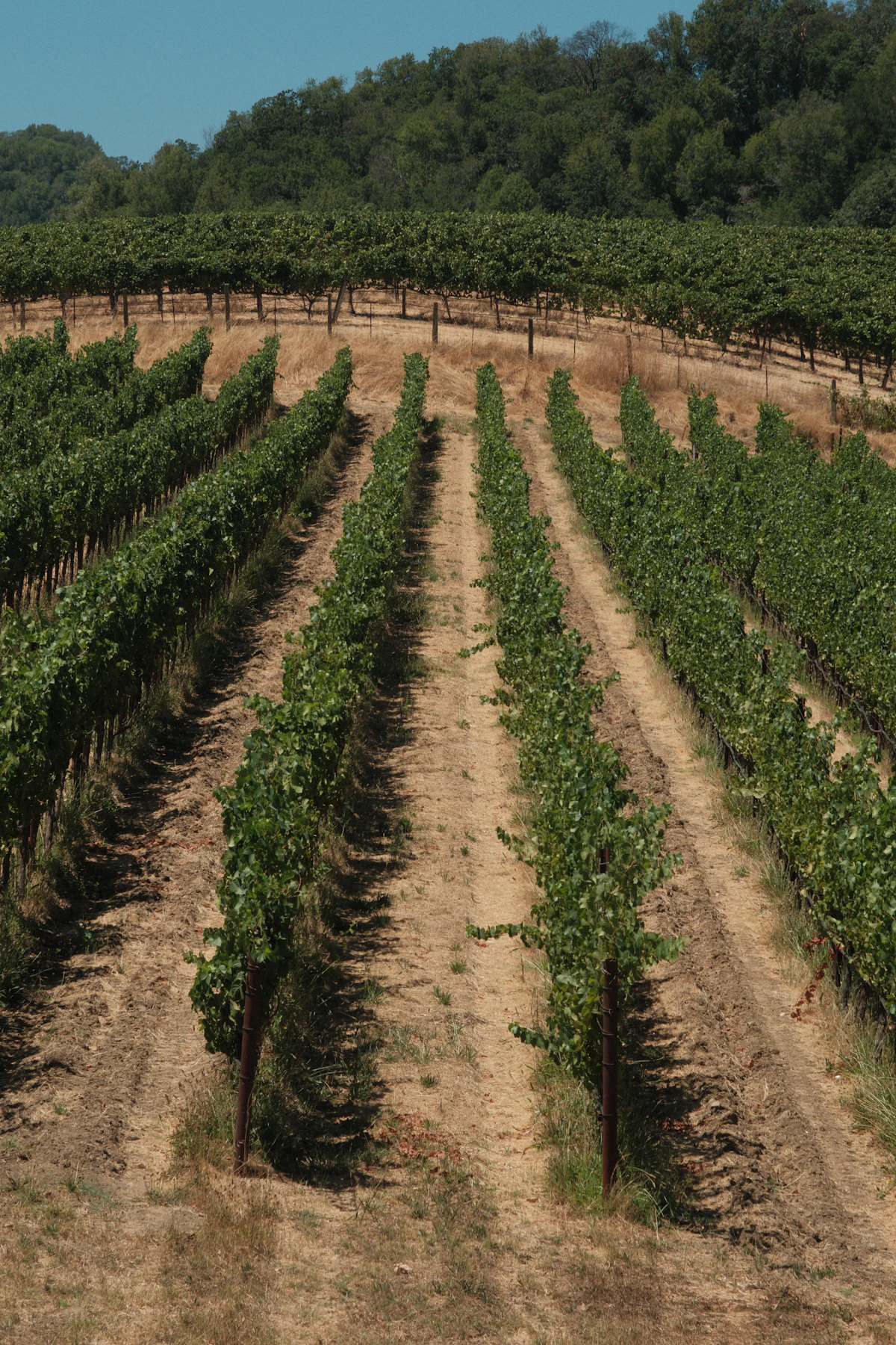 A vineyard with rows of vines in Sonoma, California