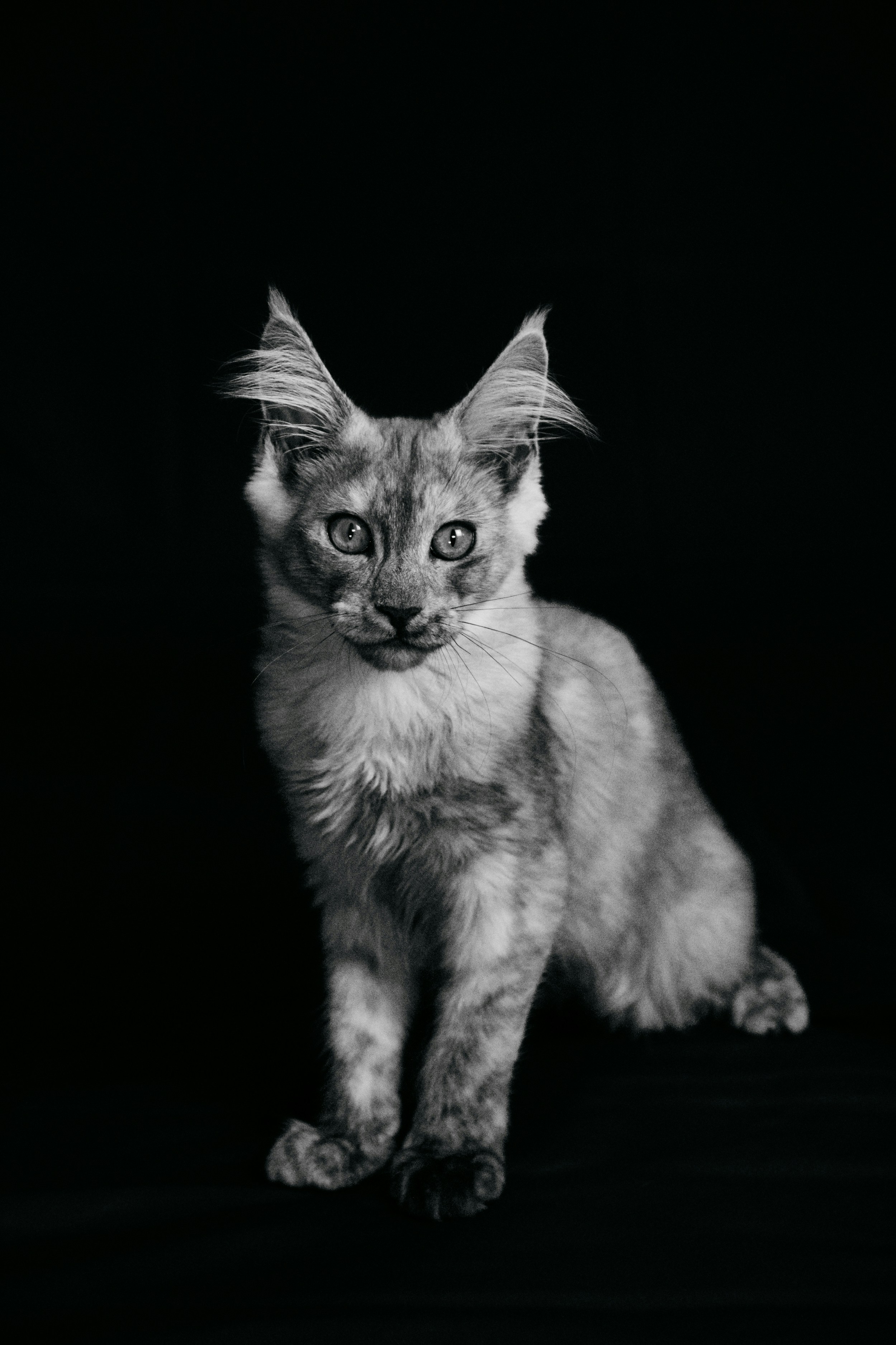 A black and white photo of a cat