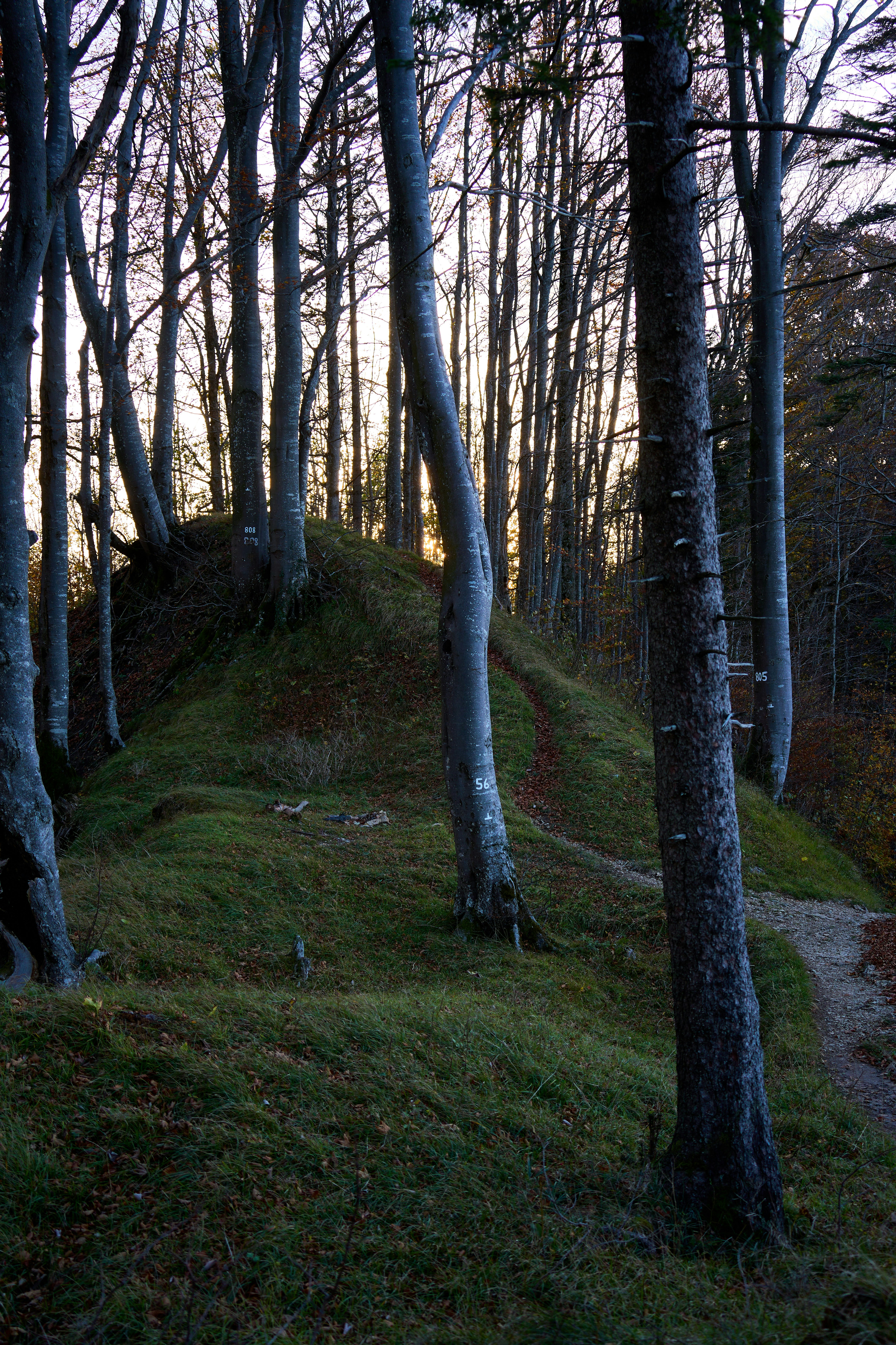 Photo by wolfgang_hasselmann
